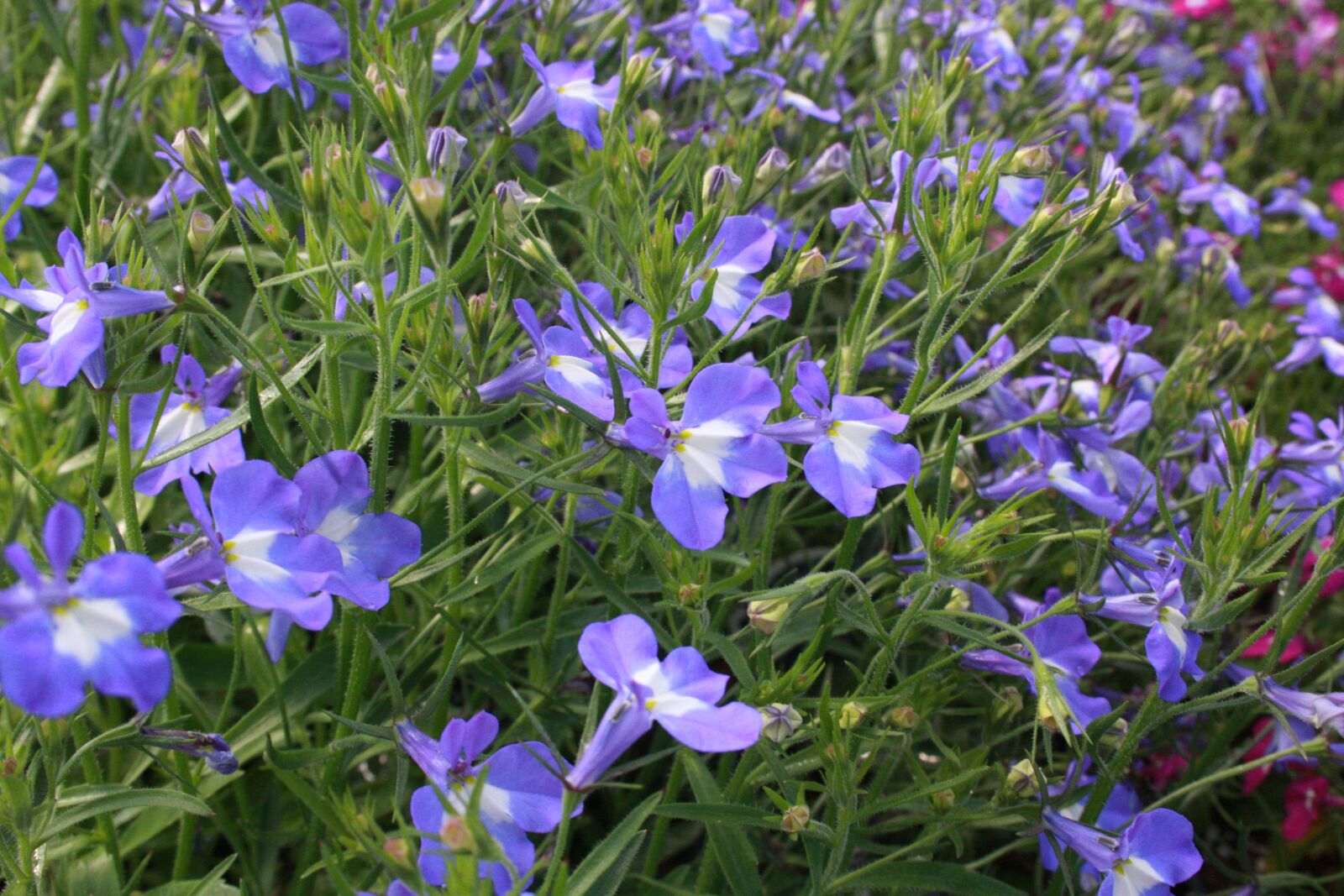Canon EOS 40D sample photo. Lobelia, flowers, purple photography