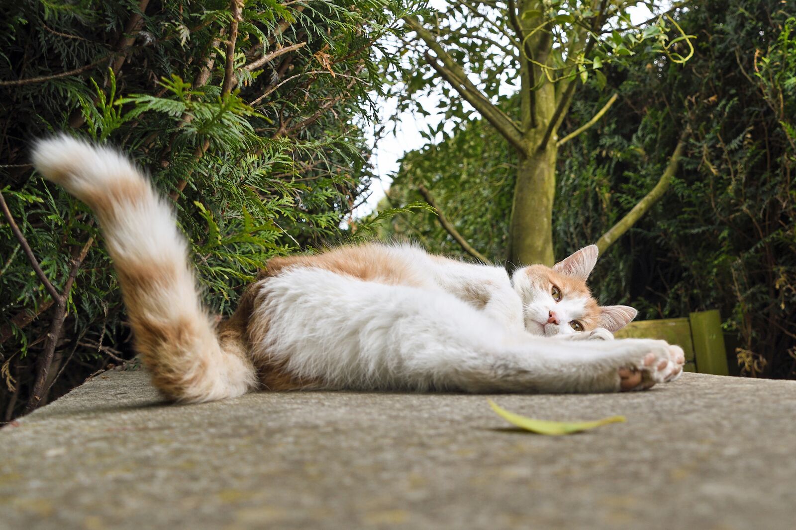 Nikon D500 sample photo. Cat, lying, tail photography