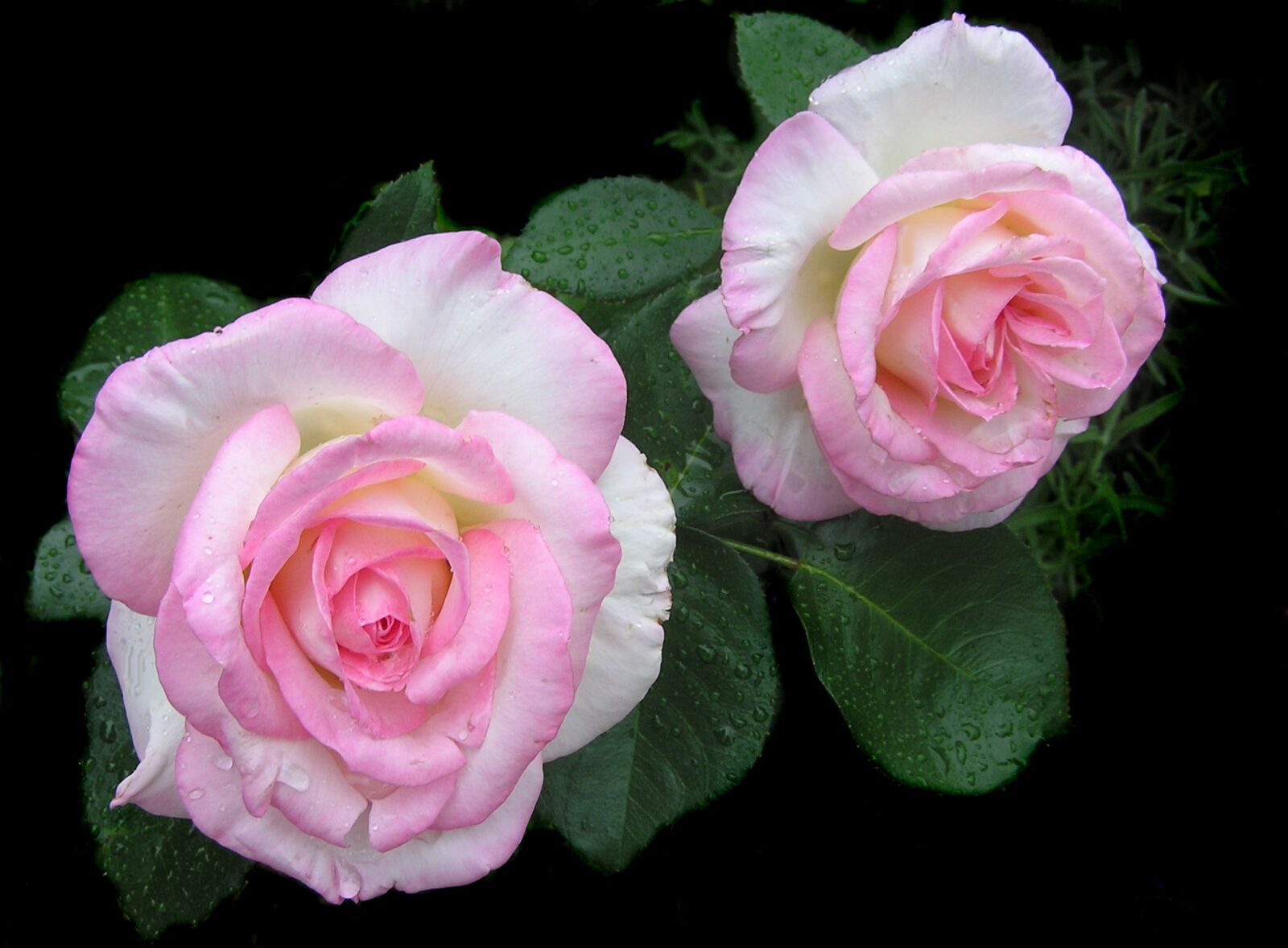 Olympus C750UZ sample photo. Rose, flowers, pink photography