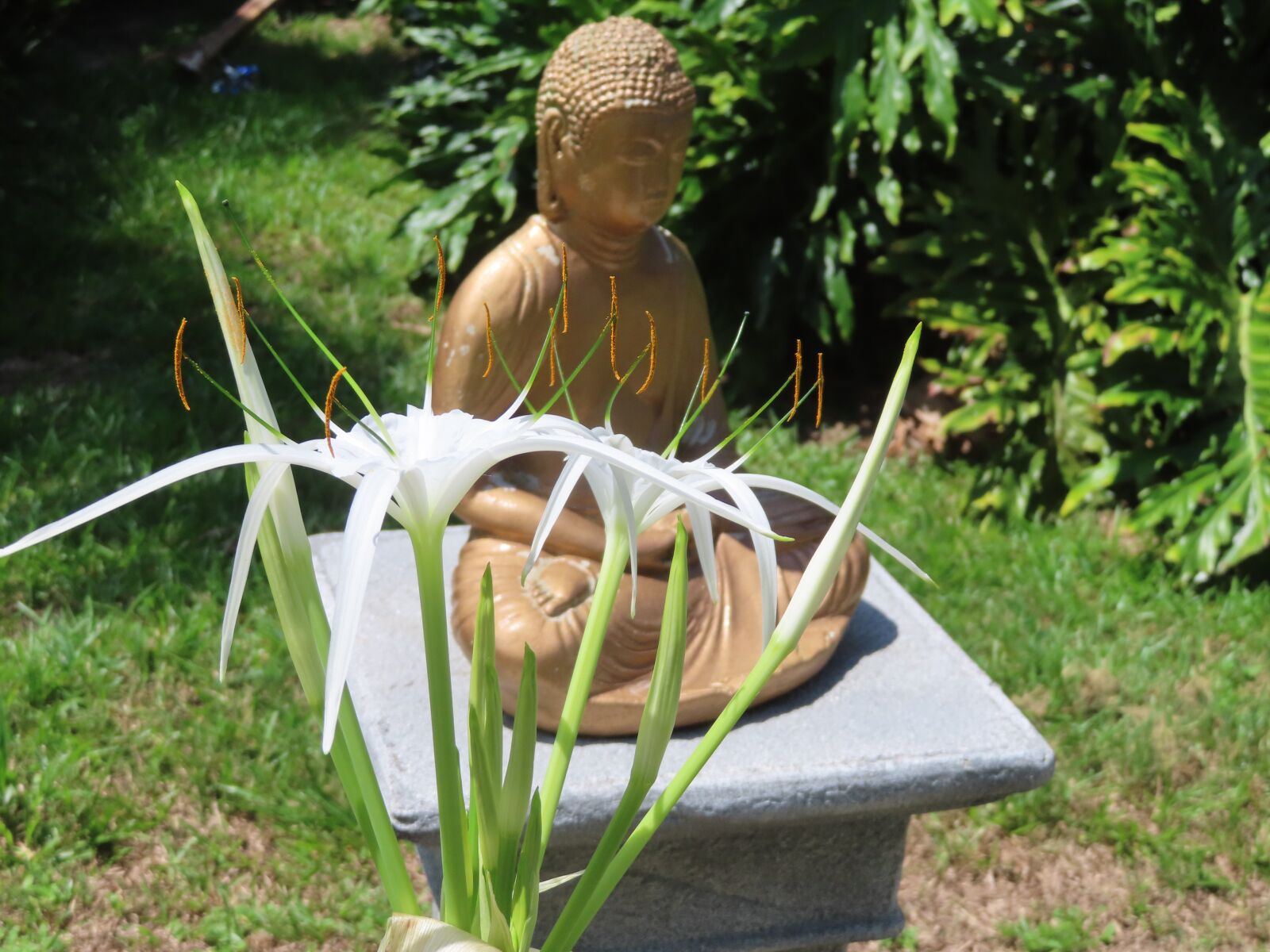 Canon PowerShot SX740 HS sample photo. Buddha, lily, spider lily photography