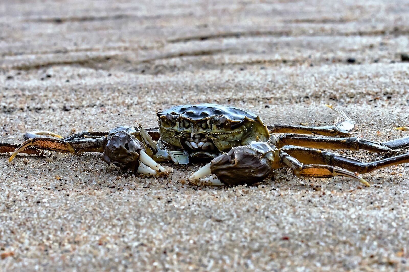 Nikon D3200 + Tamron SP AF 60mm F2 Di II LD IF Macro sample photo. Crab, sea, ocean photography