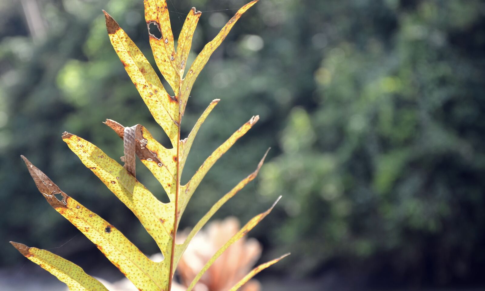 Nikon D7000 sample photo. Garden, leave, nature, plant photography