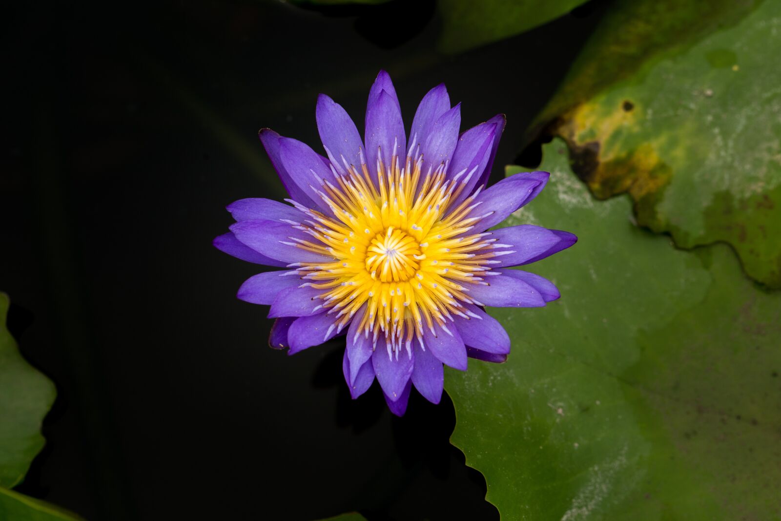 Canon EF 100mm F2.8L Macro IS USM sample photo. Water lily, nuphar lutea photography