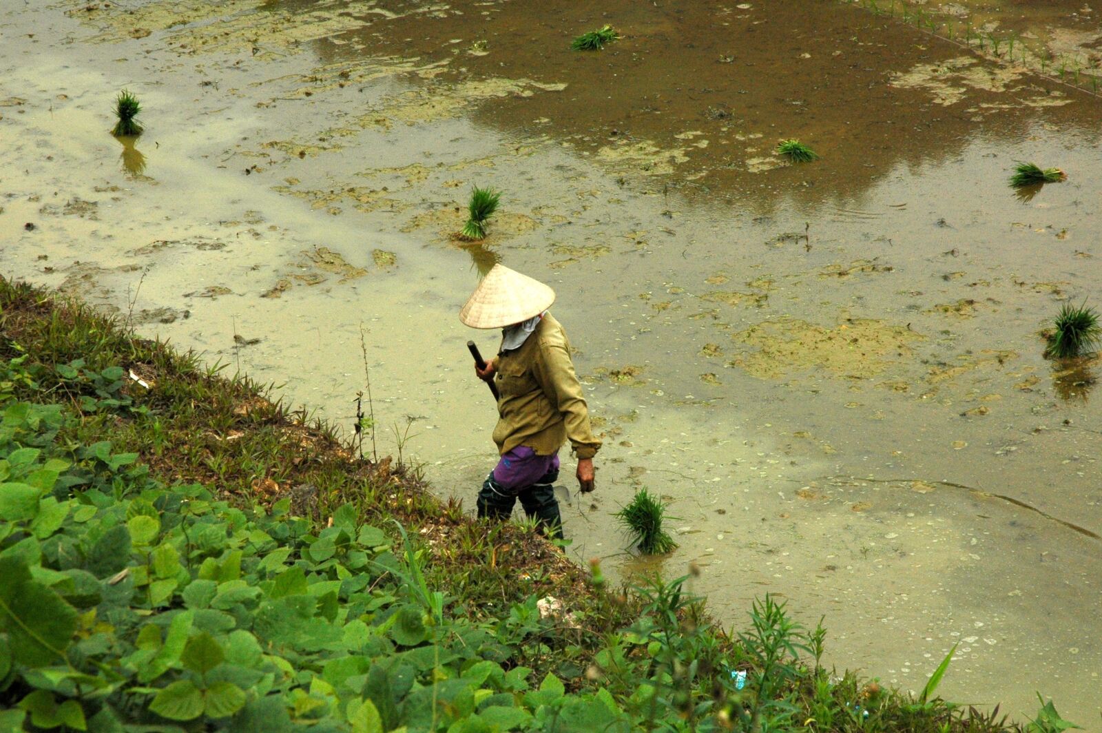 Nikon D70s sample photo. Viet nam, rice field photography
