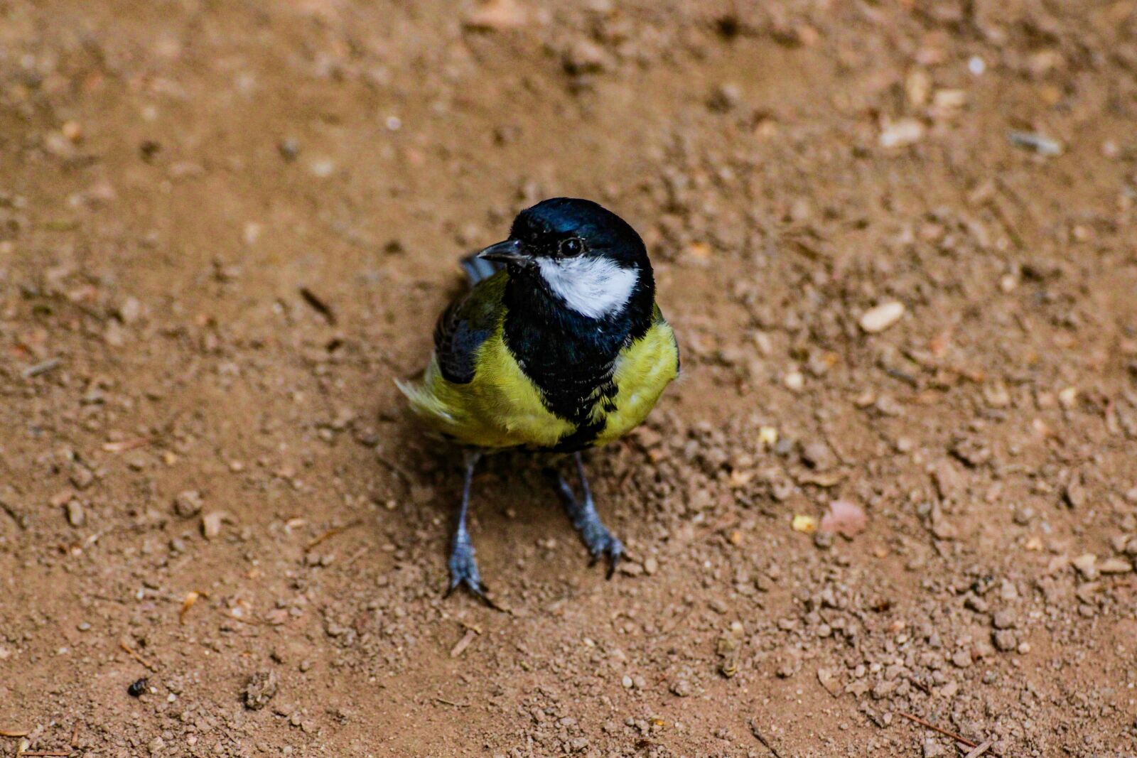 Canon 70-300mm sample photo. Tit, bird, feather photography