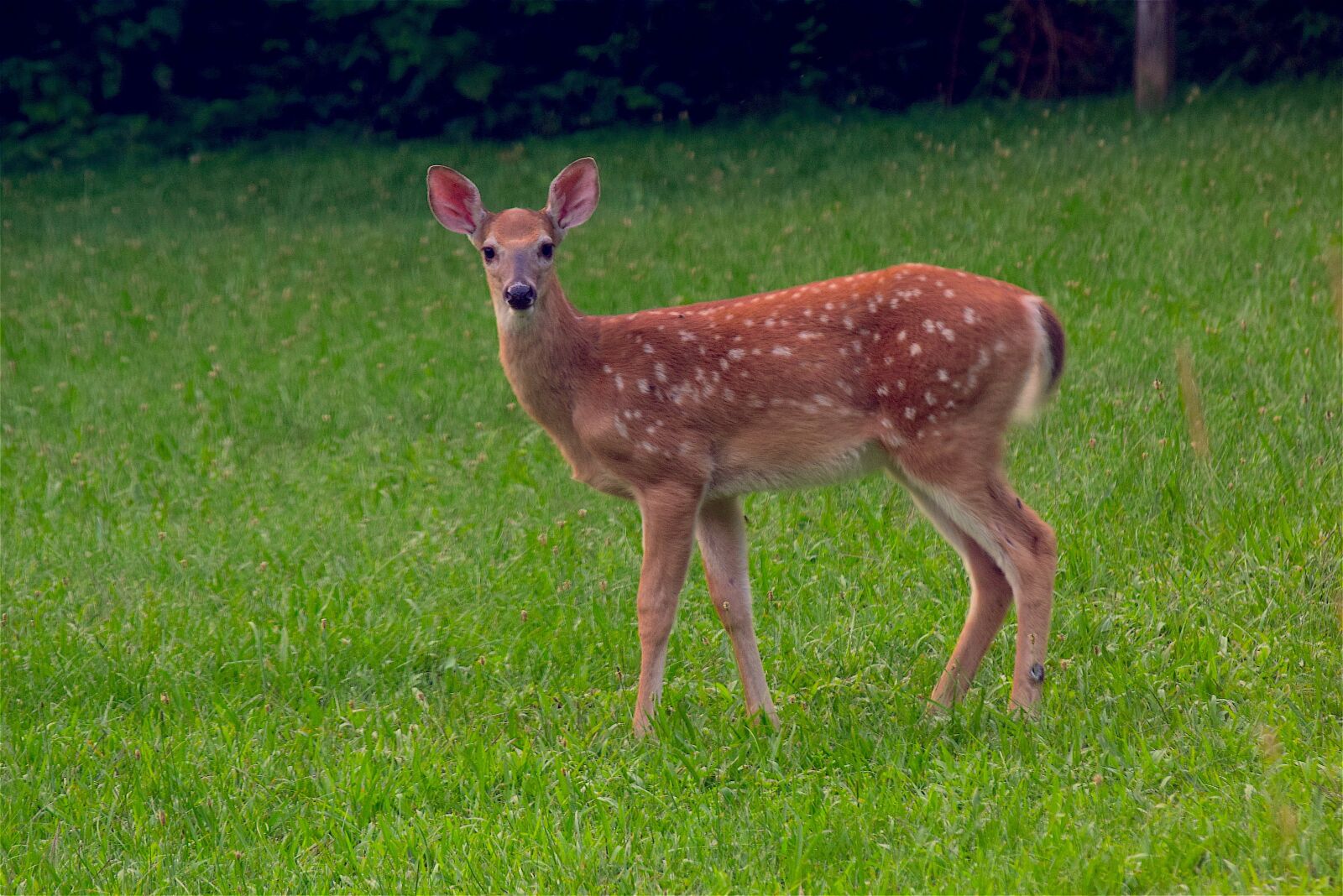 Nikon D3300 sample photo. Fawn, deer, wildlife photography