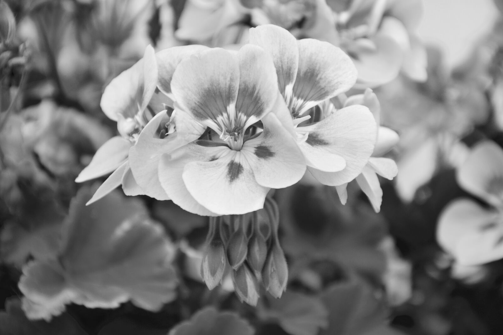 Nikon D5200 sample photo. Flowers geranium, photo black photography