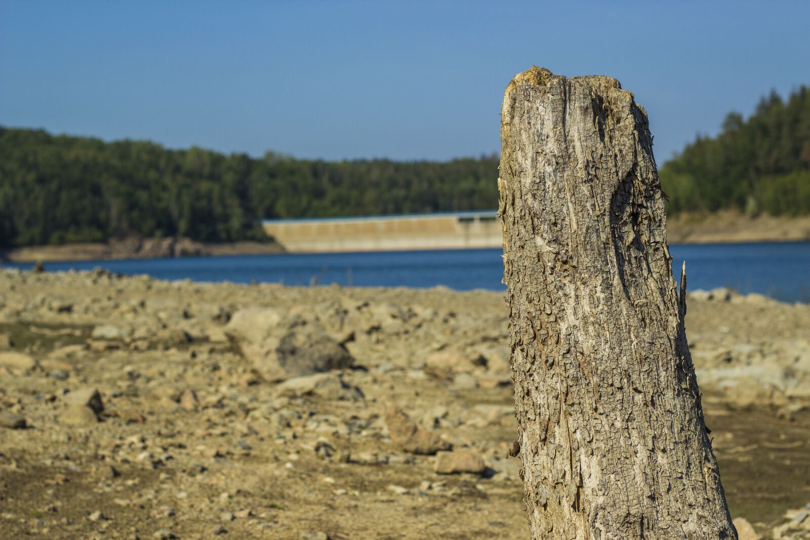 Canon EOS 600D (Rebel EOS T3i / EOS Kiss X5) + Canon EF 50mm F1.8 STM sample photo. Tree stump, old wood photography