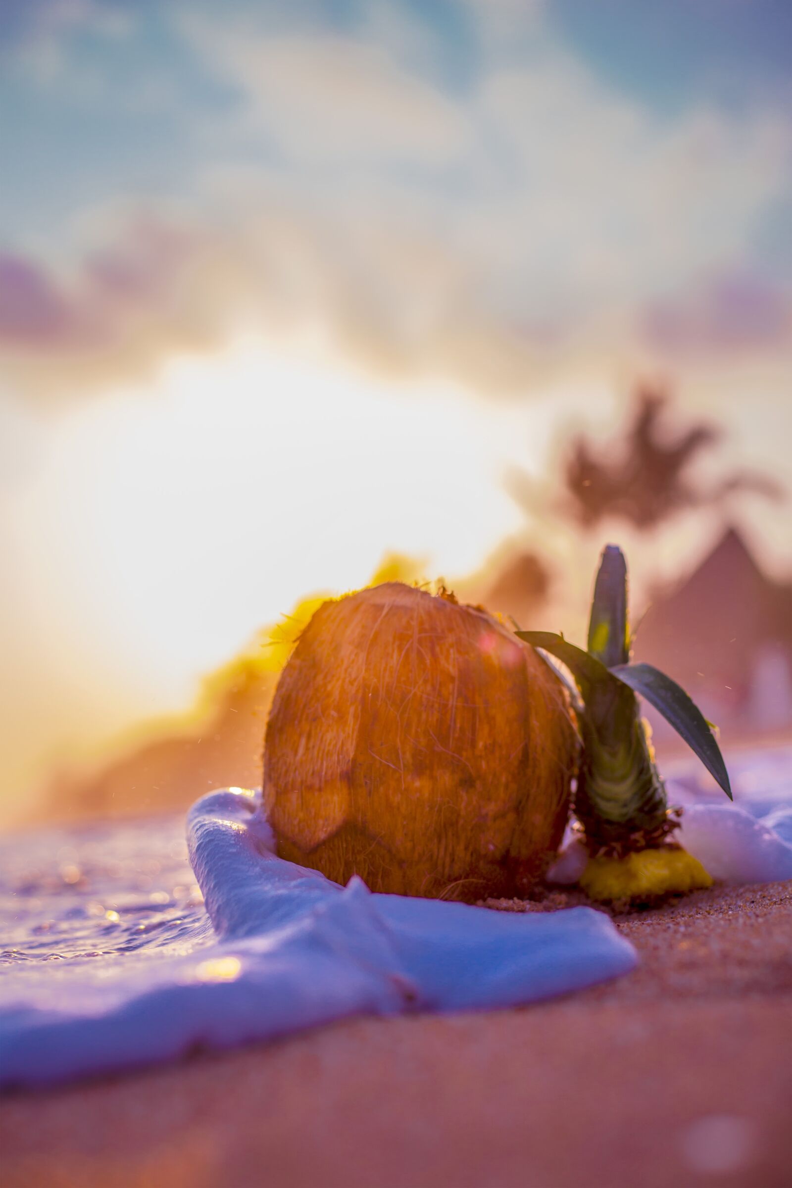 Canon EF 50mm F1.8 STM sample photo. Beach, sand, coconut photography