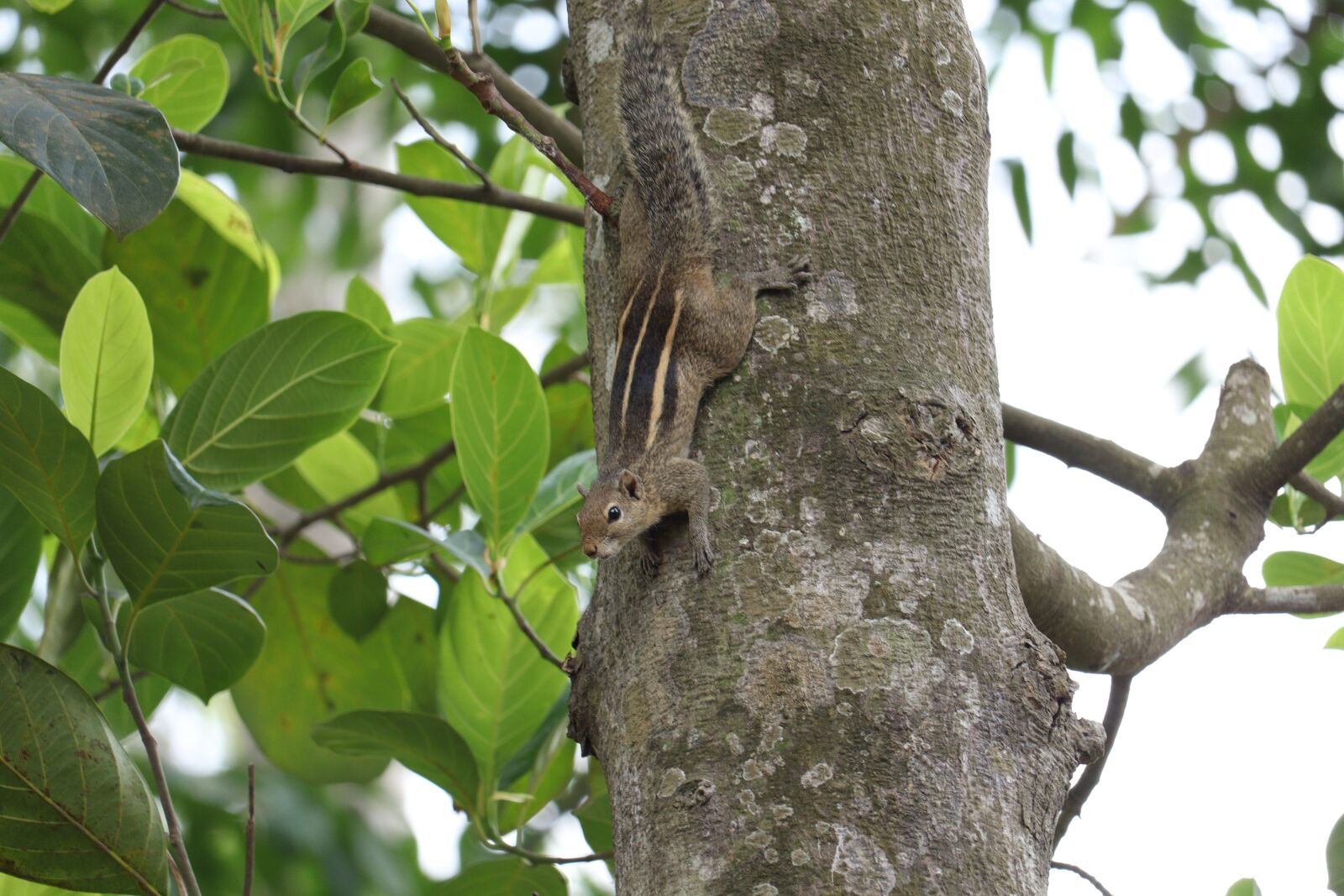 Canon EOS 250D (EOS Rebel SL3 / EOS Kiss X10 / EOS 200D II) sample photo. Squirrel, nature, outdoor photography