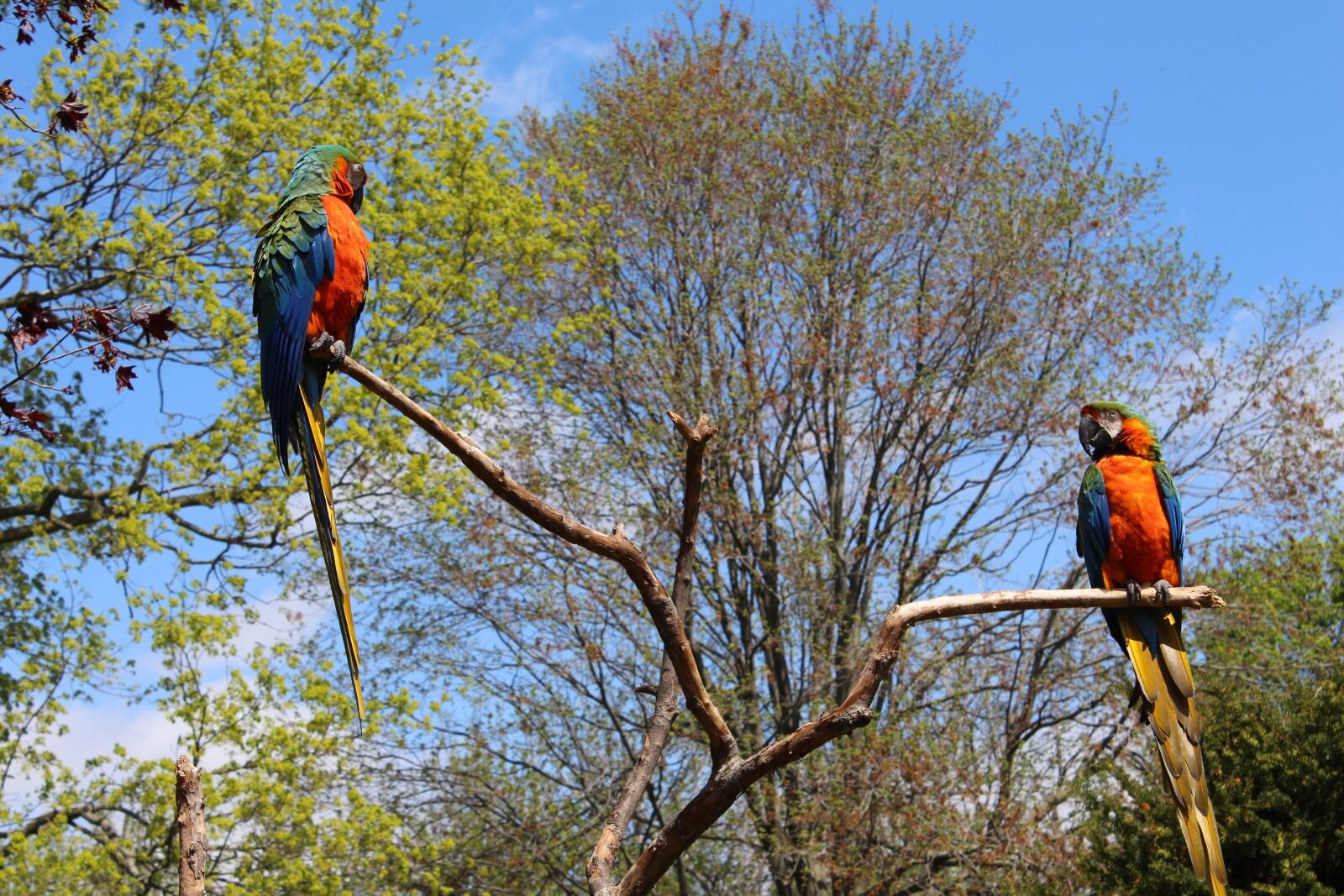 Canon EOS 650D (EOS Rebel T4i / EOS Kiss X6i) sample photo. Parrot, bird, tropical photography