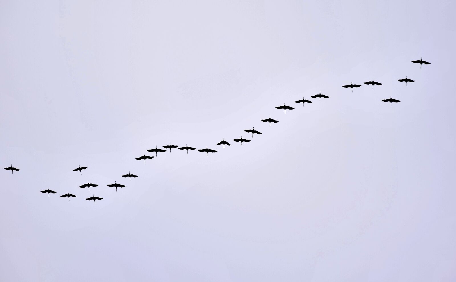Nikon D3300 sample photo. Bird migration, cranes, formation photography