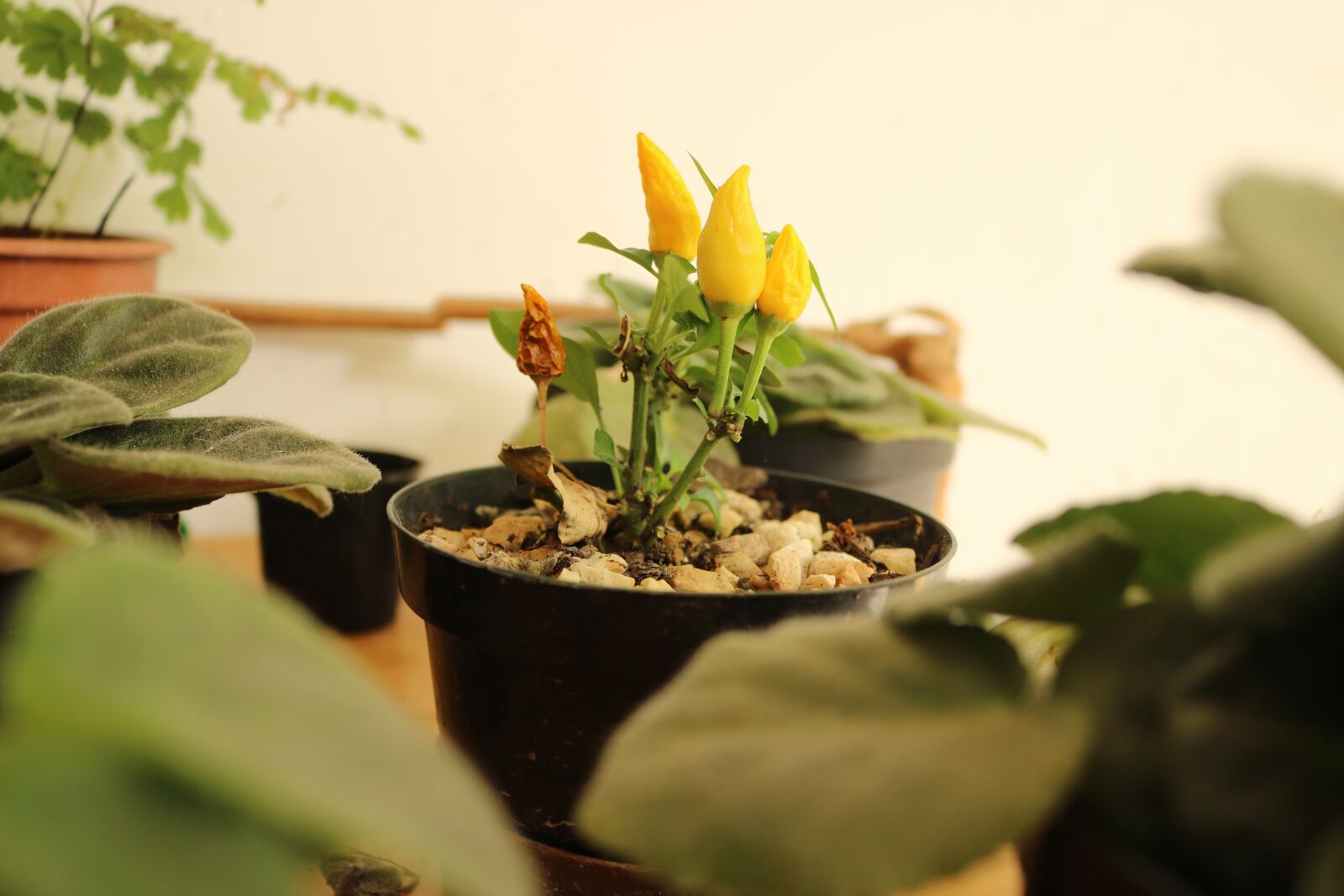 Canon EOS 750D (EOS Rebel T6i / EOS Kiss X8i) sample photo. Peppers, plants, vessels photography