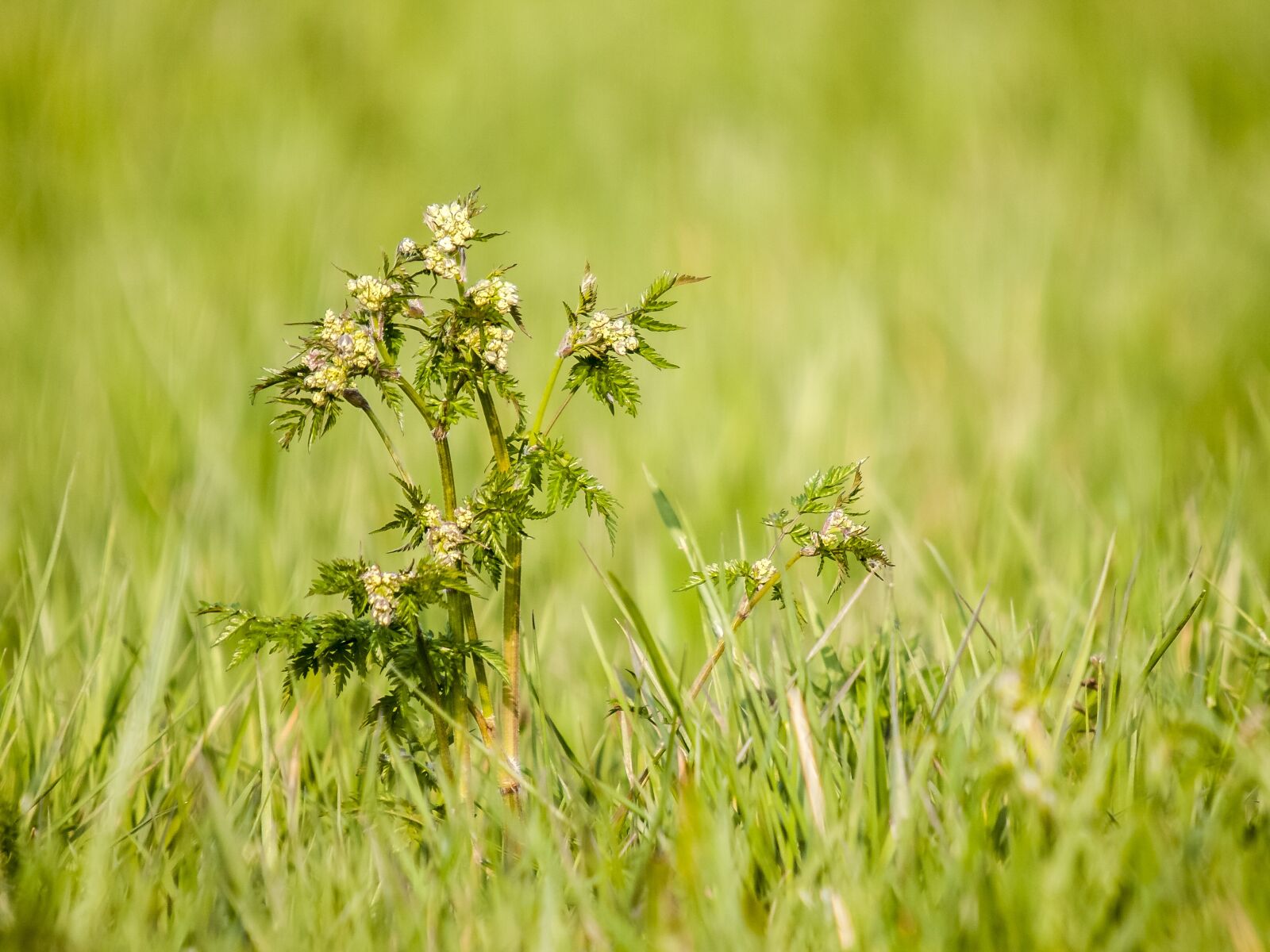 Olympus E-3 sample photo. Wild carrot, carrot, flower photography