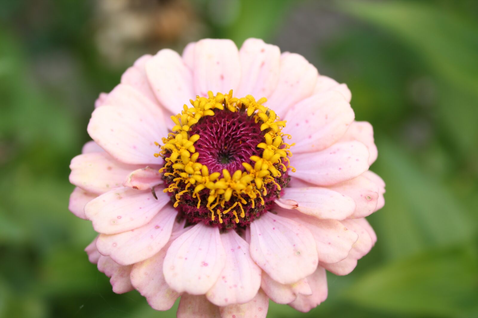 Canon EOS 1100D (EOS Rebel T3 / EOS Kiss X50) sample photo. Pink flower, close up photography