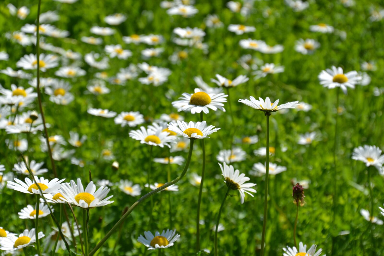 Nikon D3100 sample photo. Daisies, white, bloom photography