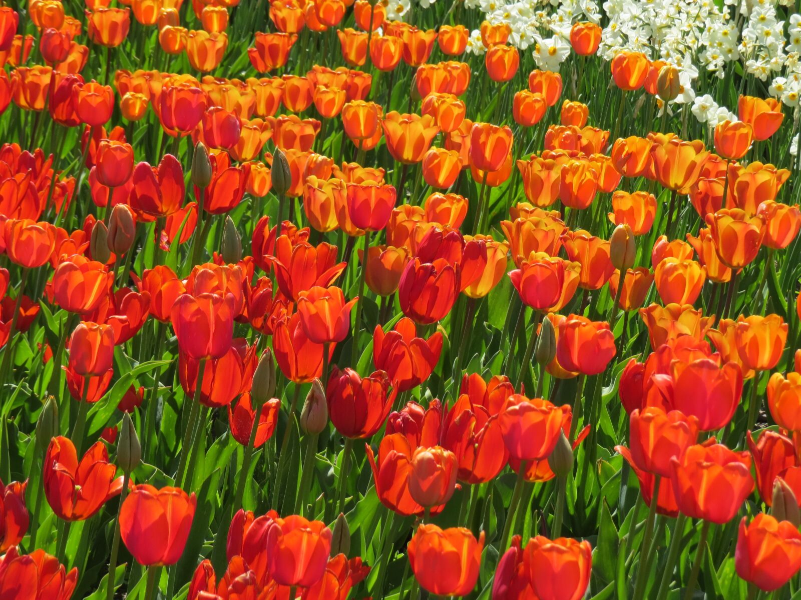 Canon PowerShot SX50 HS sample photo. Tulip field, red, orange photography