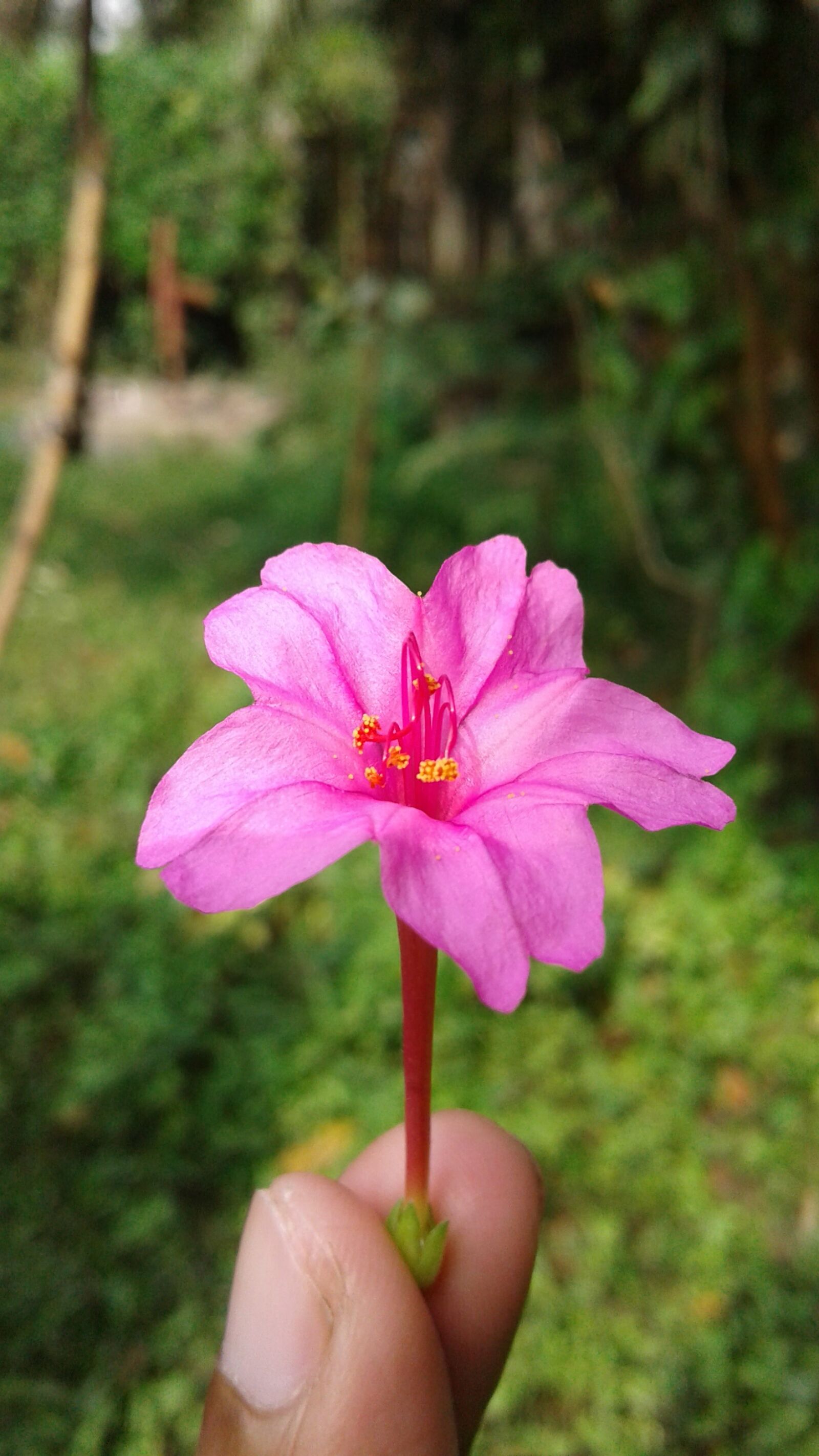Samsung Galaxy J2 sample photo. Nature, flower, flora photography