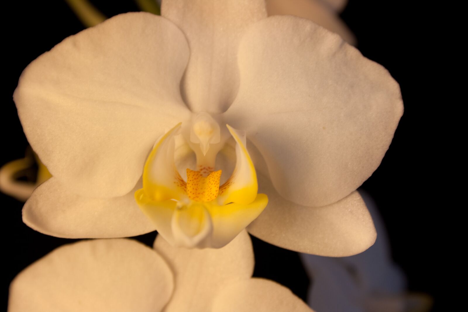 Canon EOS 1000D (EOS Digital Rebel XS / EOS Kiss F) sample photo. Orchid, white, blossom photography