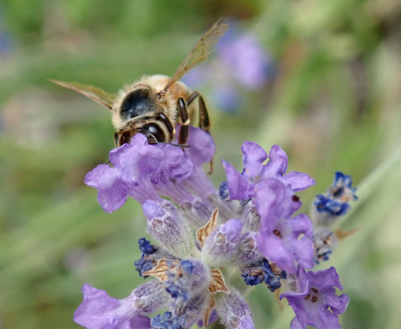 Olympus TG-5 sample photo. Bee, insect, flower photography