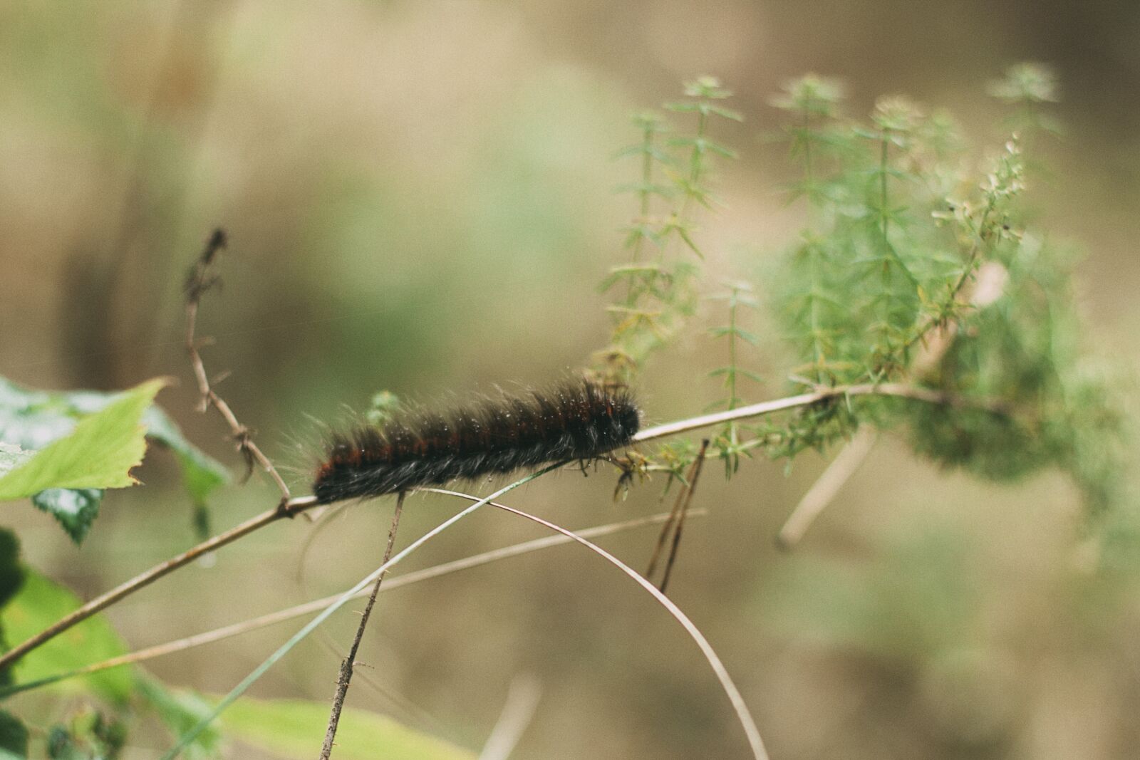 Canon EOS 50D + Canon EF 50mm F1.4 USM sample photo. Caterpillar, macro, forest photography