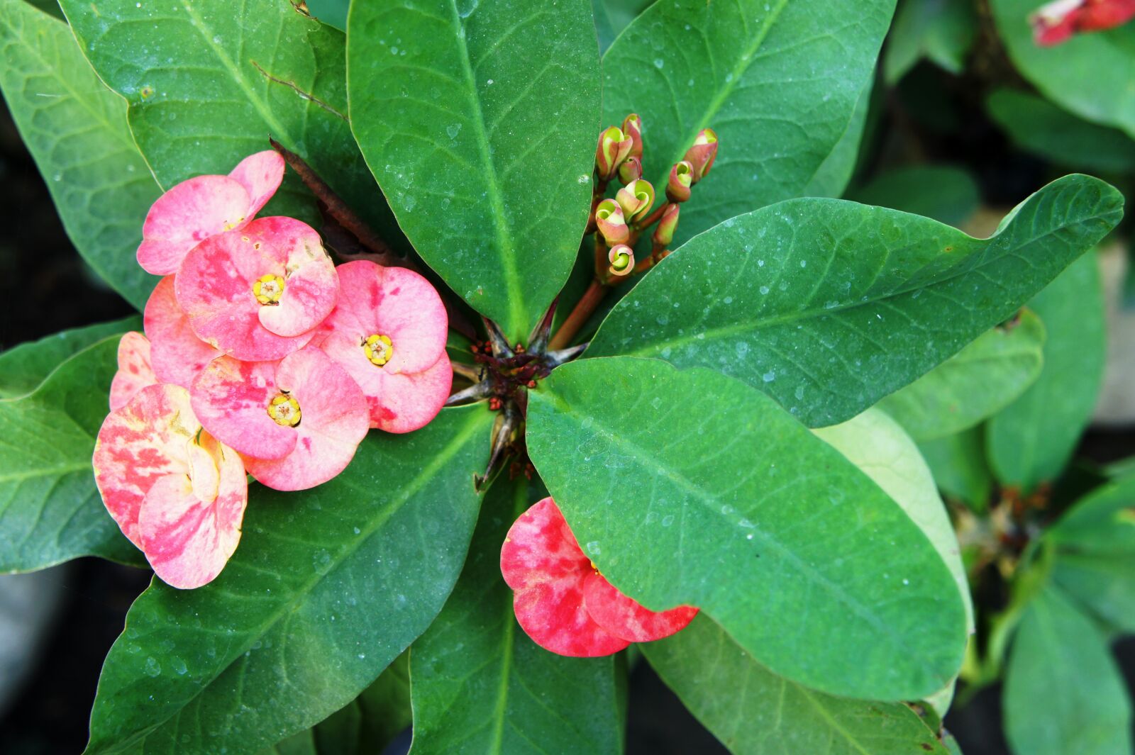 Sony Alpha NEX-5 + Sony E 18-55mm F3.5-5.6 OSS sample photo. Euphorbia millii, plant, blossom photography