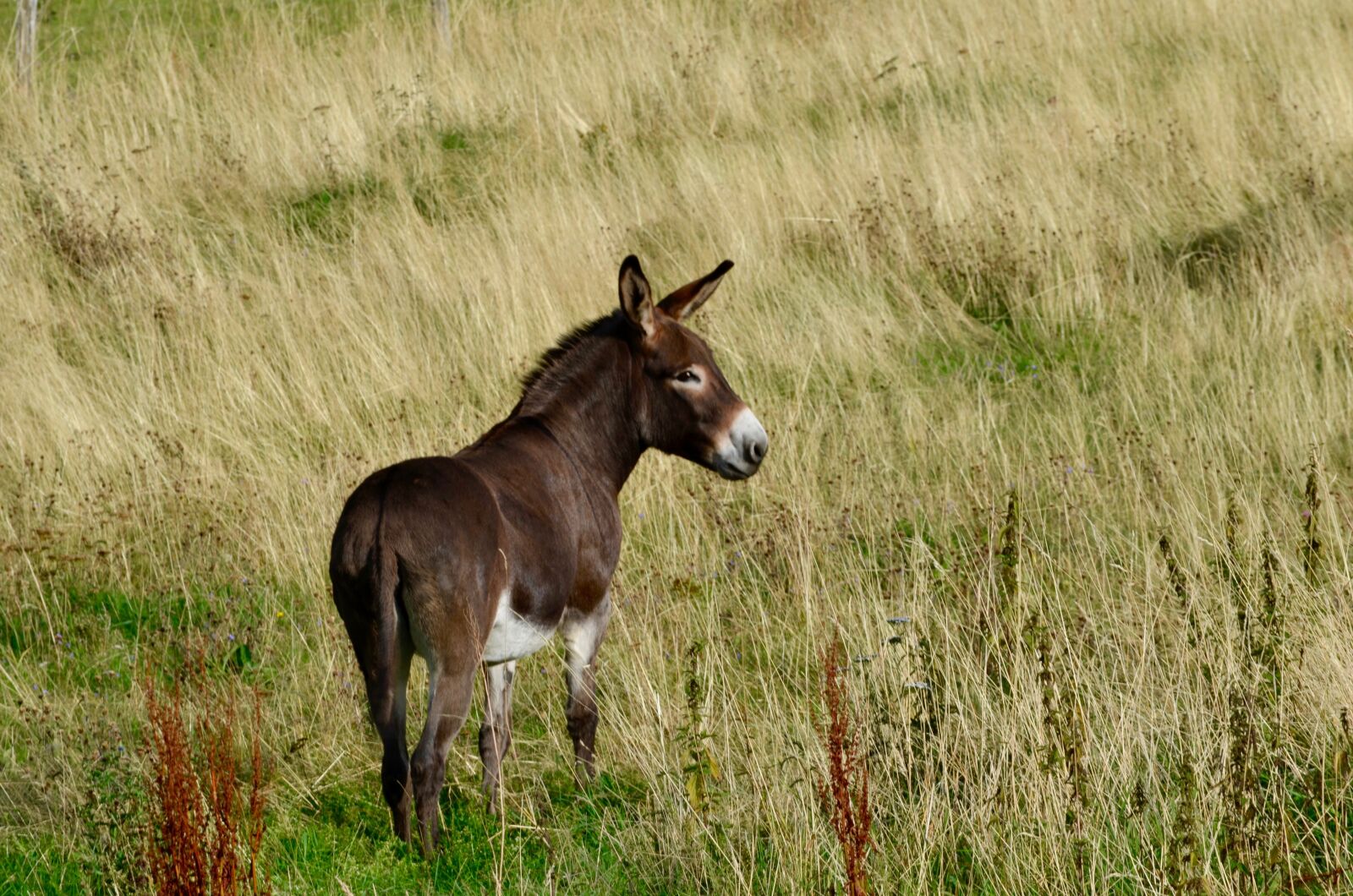 Nikon D5100 sample photo. Donkey, pasture, animal photography