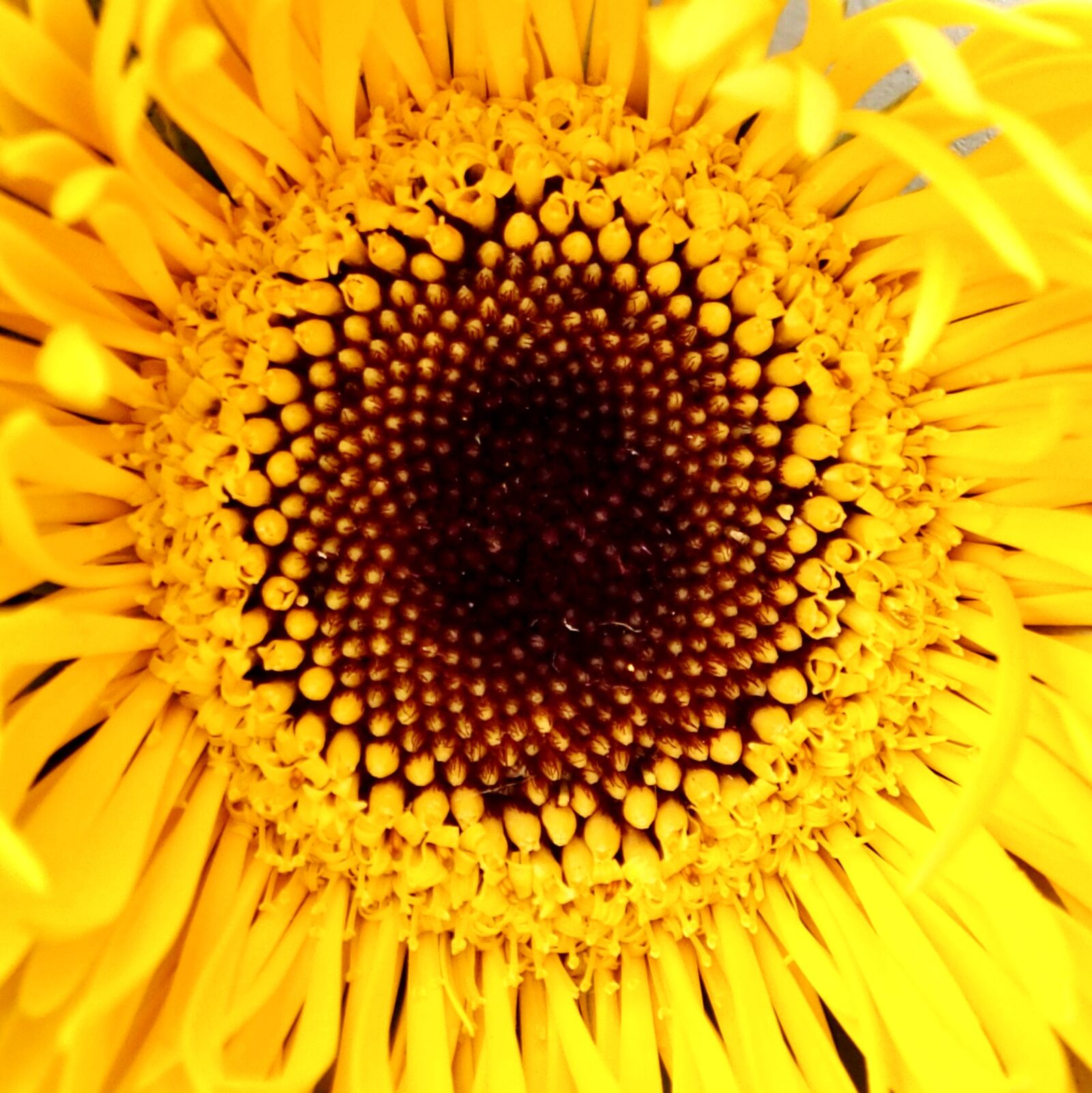 Olympus OM-D E-M5 sample photo. Nature, flower, bright photography