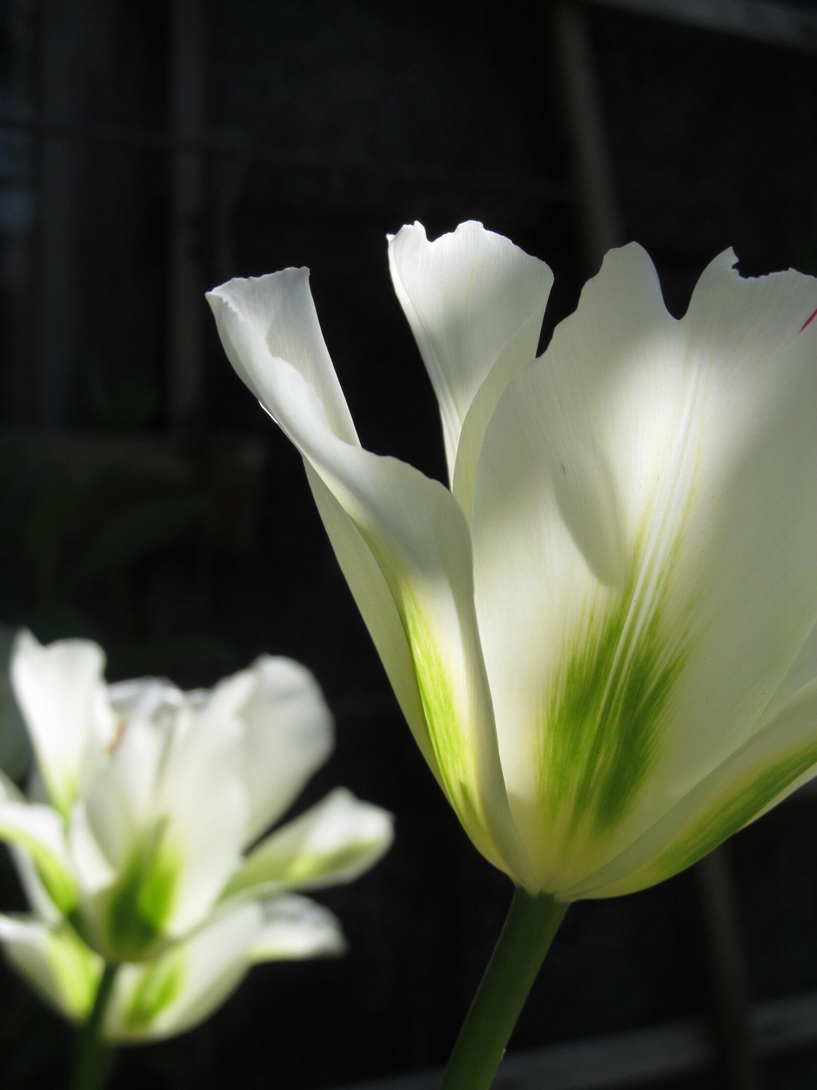 Canon PowerShot SX150 IS sample photo. Tulip, spring, spring flower photography