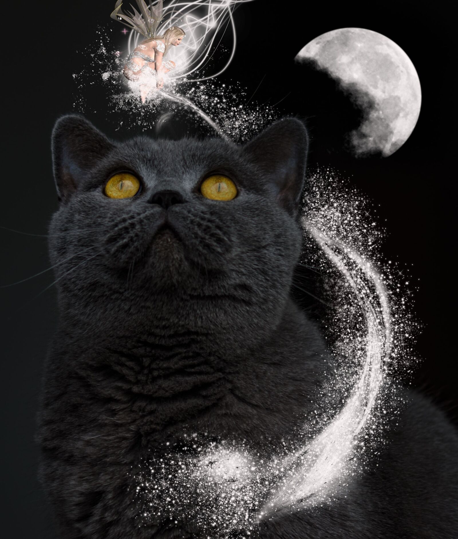 Nikon D5100 sample photo. Cat, magic, fantasy photography