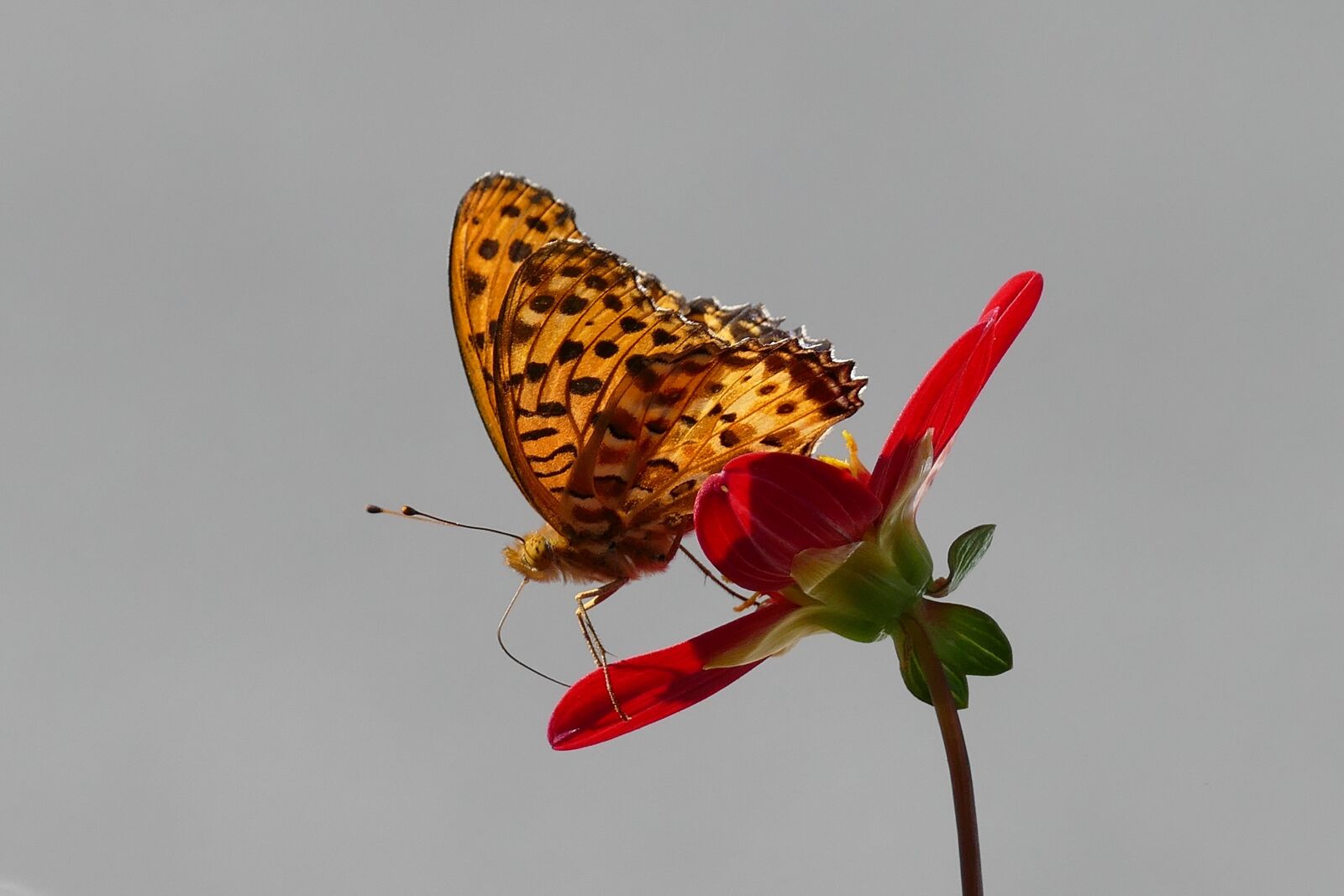 Panasonic Lumix DMC-FZ1000 sample photo. Butterfly, nature, insect photography