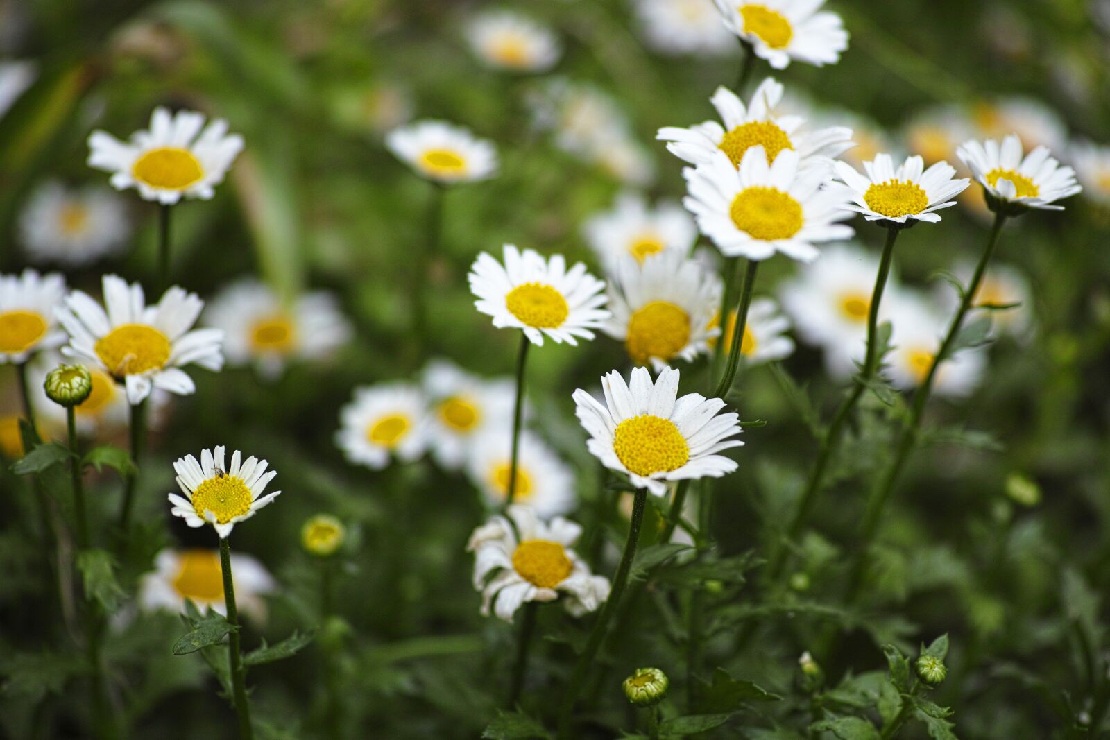 Sigma DP3 Merrill sample photo. Daisy, flower, garden photography