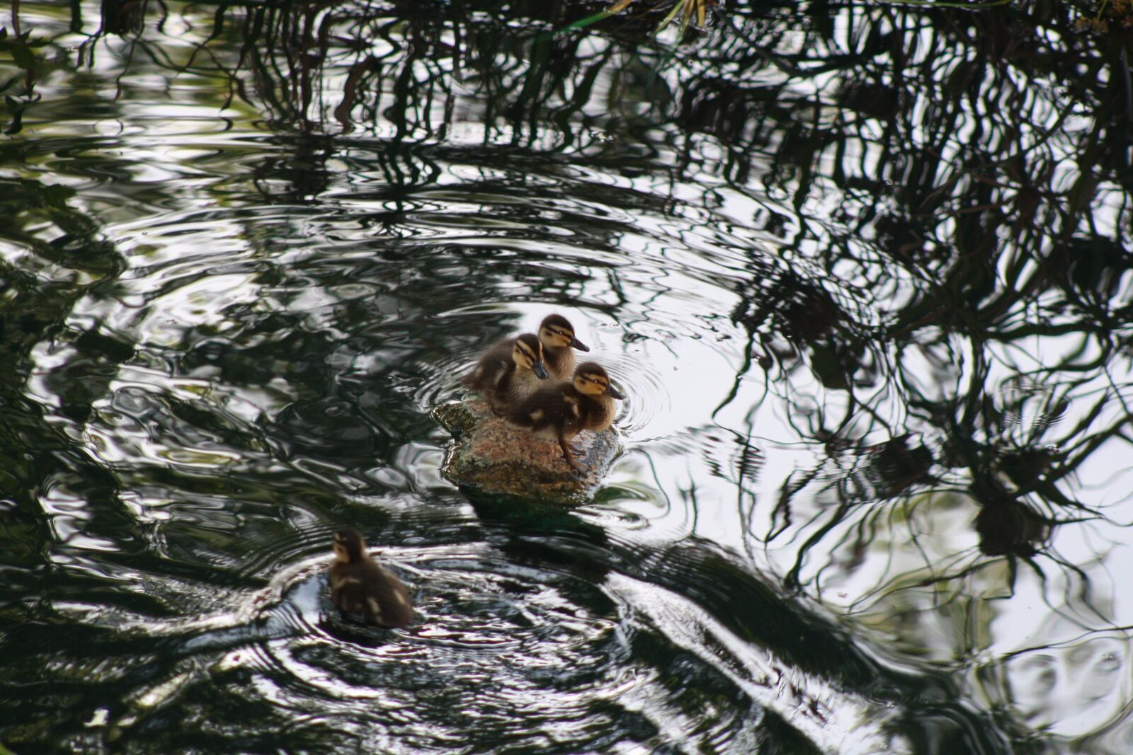 Canon EOS 1000D (EOS Digital Rebel XS / EOS Kiss F) sample photo. Baby ducks, ducks, pond photography