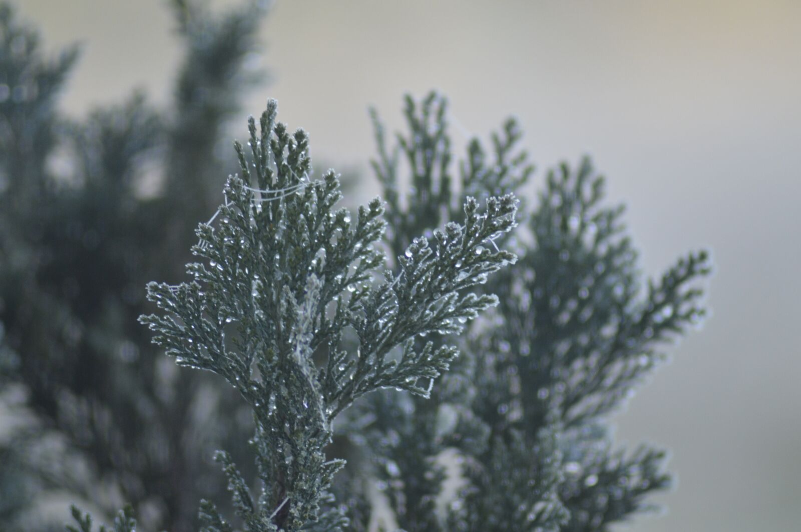 Nikon D3200 sample photo. Frost, green, cold photography