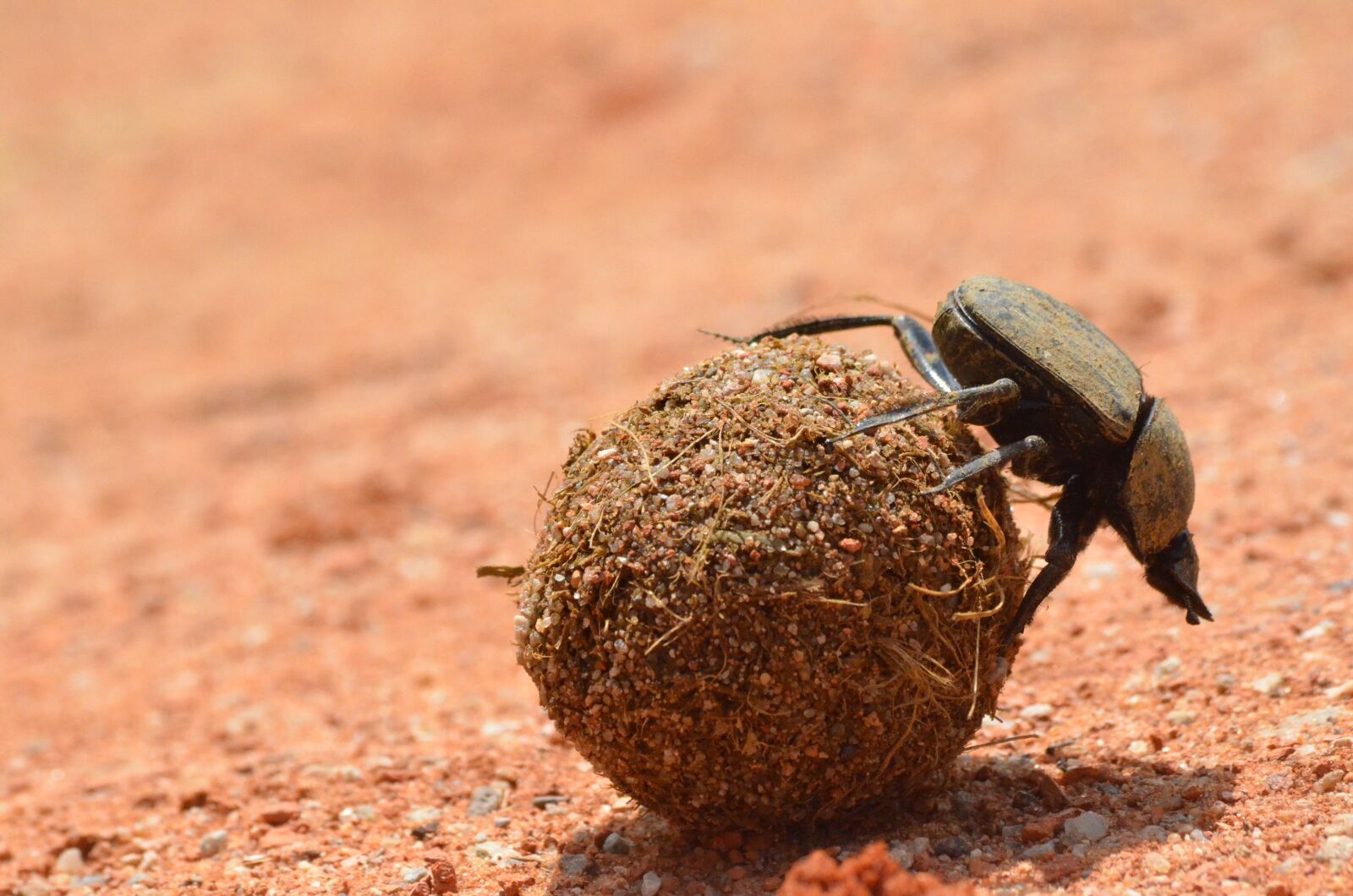 Nikon D7000 sample photo. Wildlife, nature, little photography