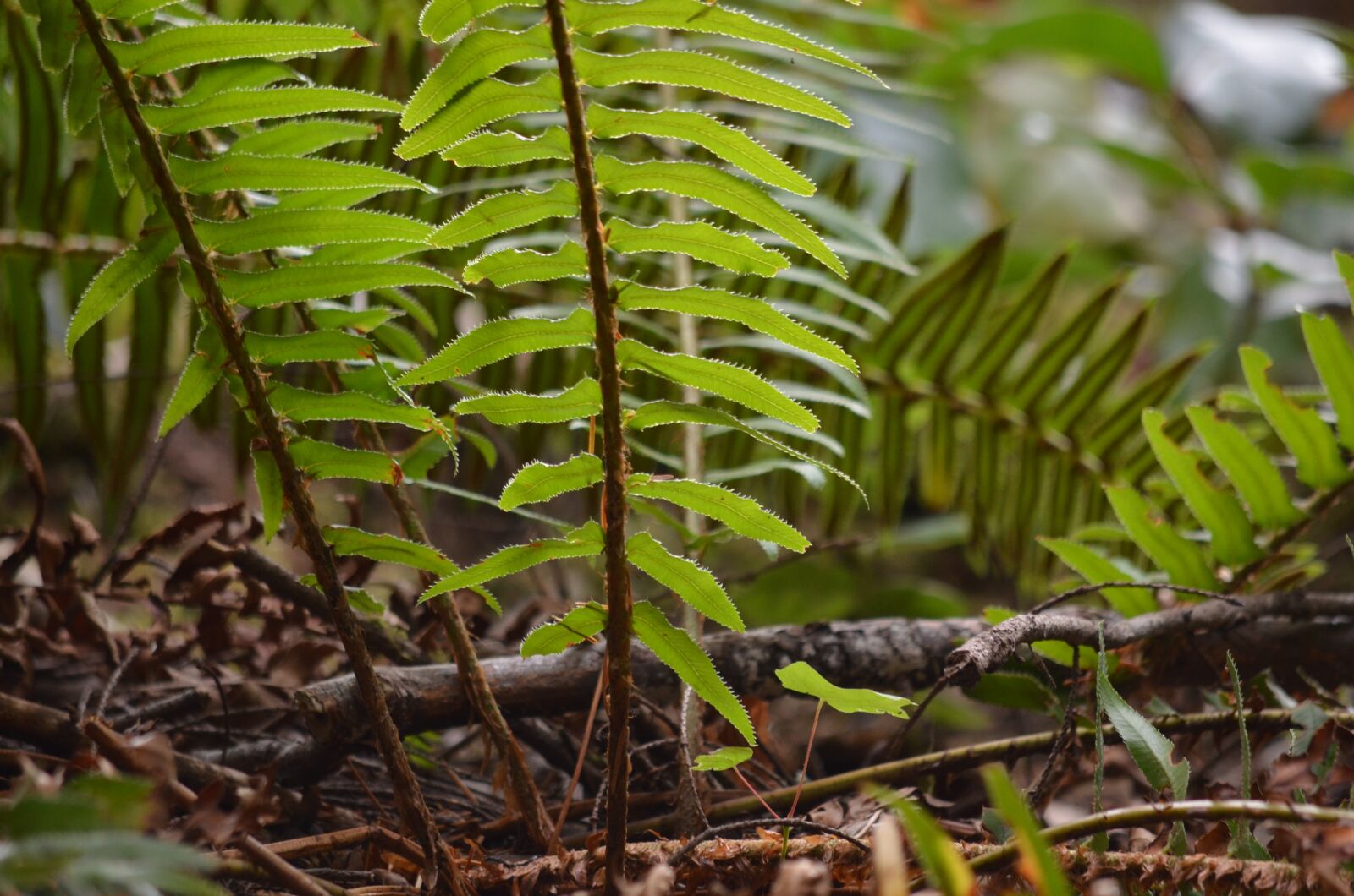 Nikon D5100 sample photo. Fern, undergrowth, forest photography