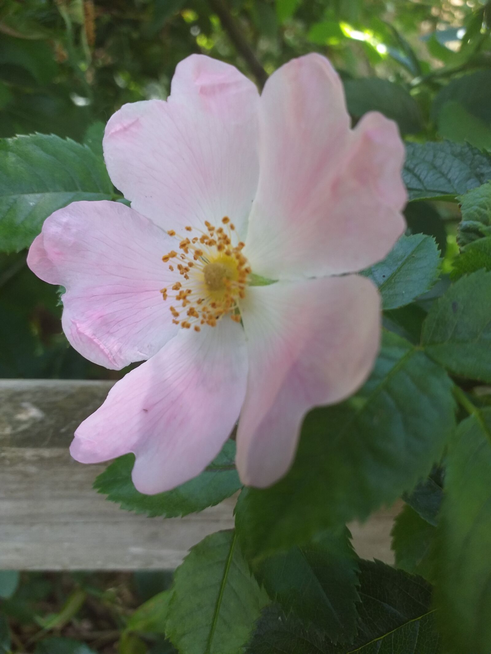 Samsung Galaxy J4+ sample photo. Flower, pink flower, nature photography