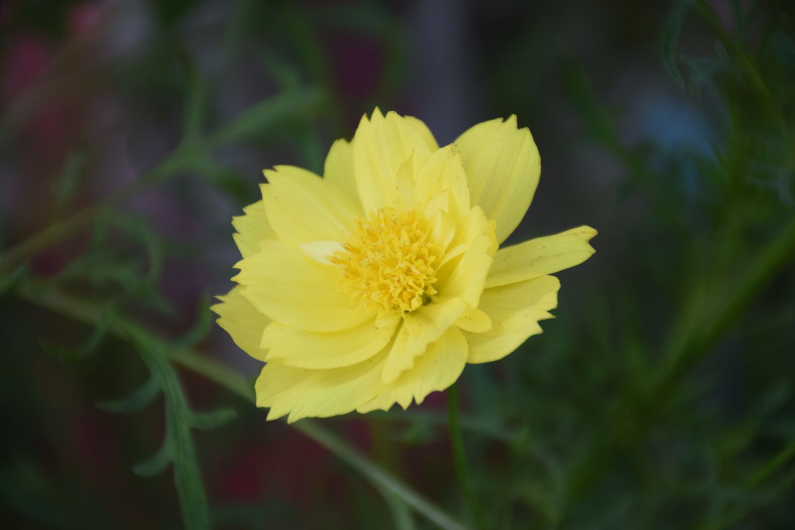 Nikon D5300 sample photo. Flowering buddhist national, yellow photography