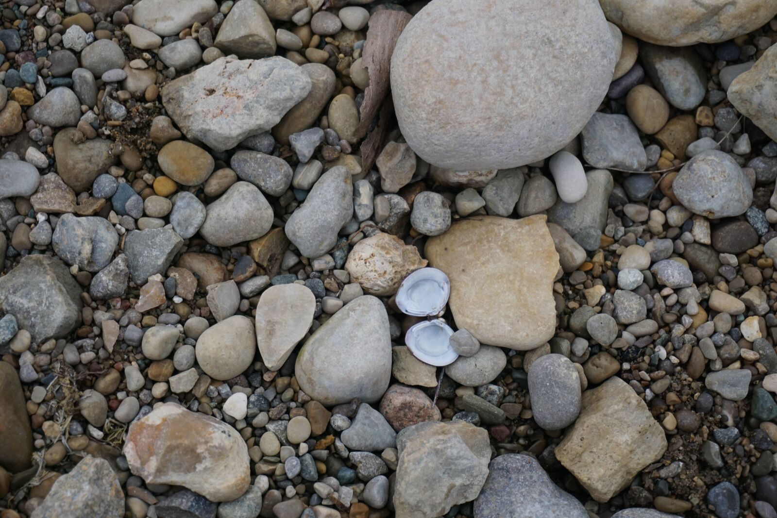 Sony a6000 sample photo. Rocks, shell, lake photography