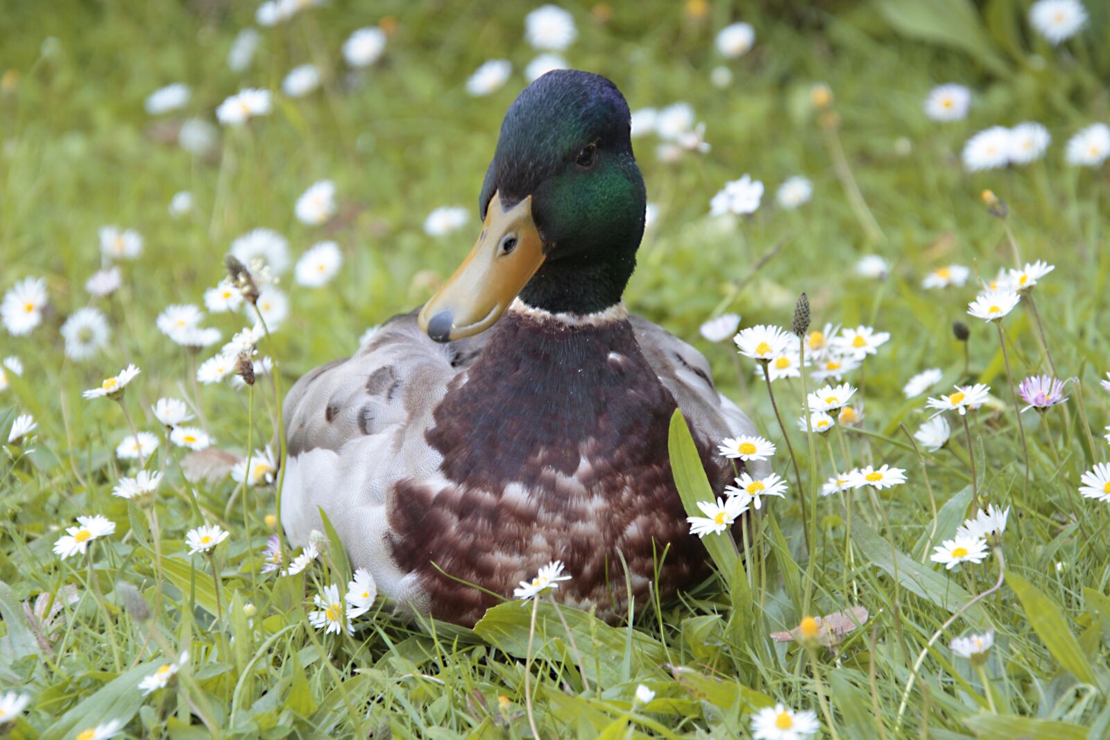 Canon EOS 700D (EOS Rebel T5i / EOS Kiss X7i) sample photo. Duck, pose, nature photography