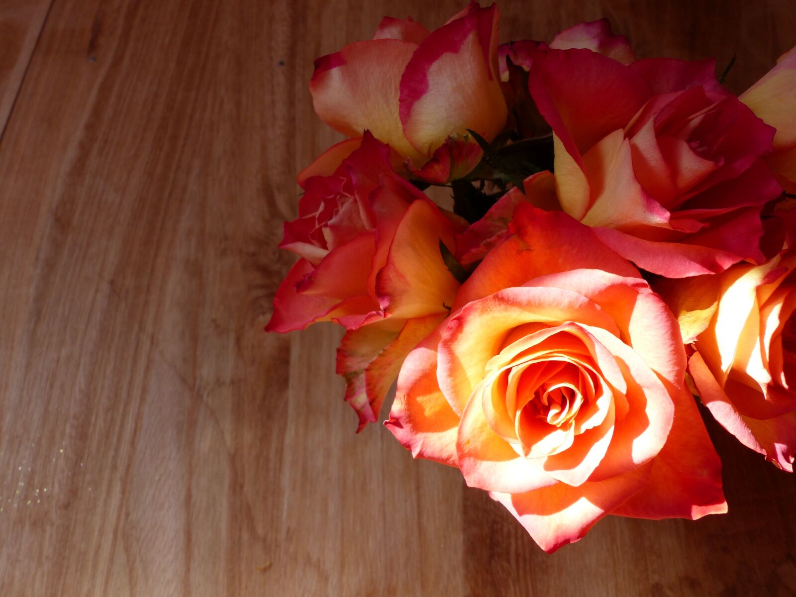 Panasonic Lumix DMC-FZ200 sample photo. Flowers, nature, roses photography