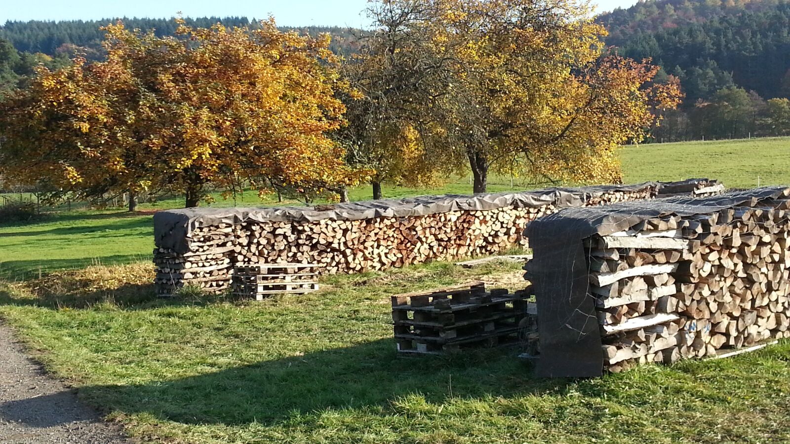 Samsung Galaxy S3 sample photo. Landscape, nature, forest photography
