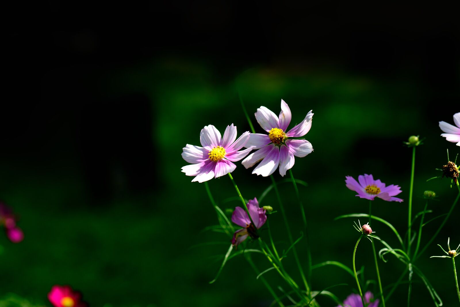 Nikon D800 sample photo. Autumn, plants, common cosmos photography