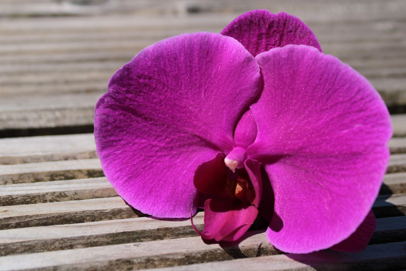 Canon EOS 2000D (EOS Rebel T7 / EOS Kiss X90 / EOS 1500D) sample photo. Orchid, ornamental plant, orchidaceae photography