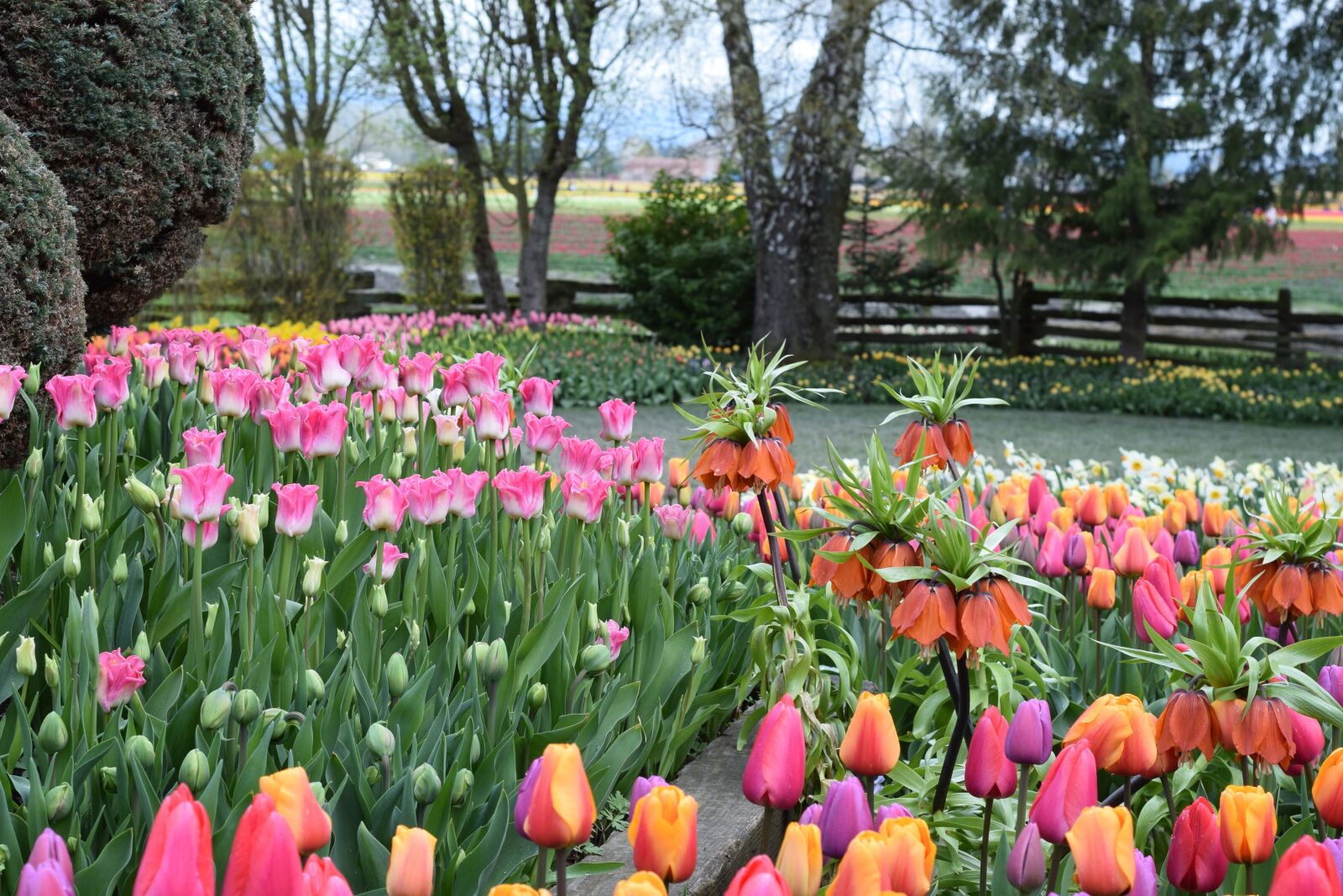 Nikon D3300 sample photo. Tulip, pink, red photography