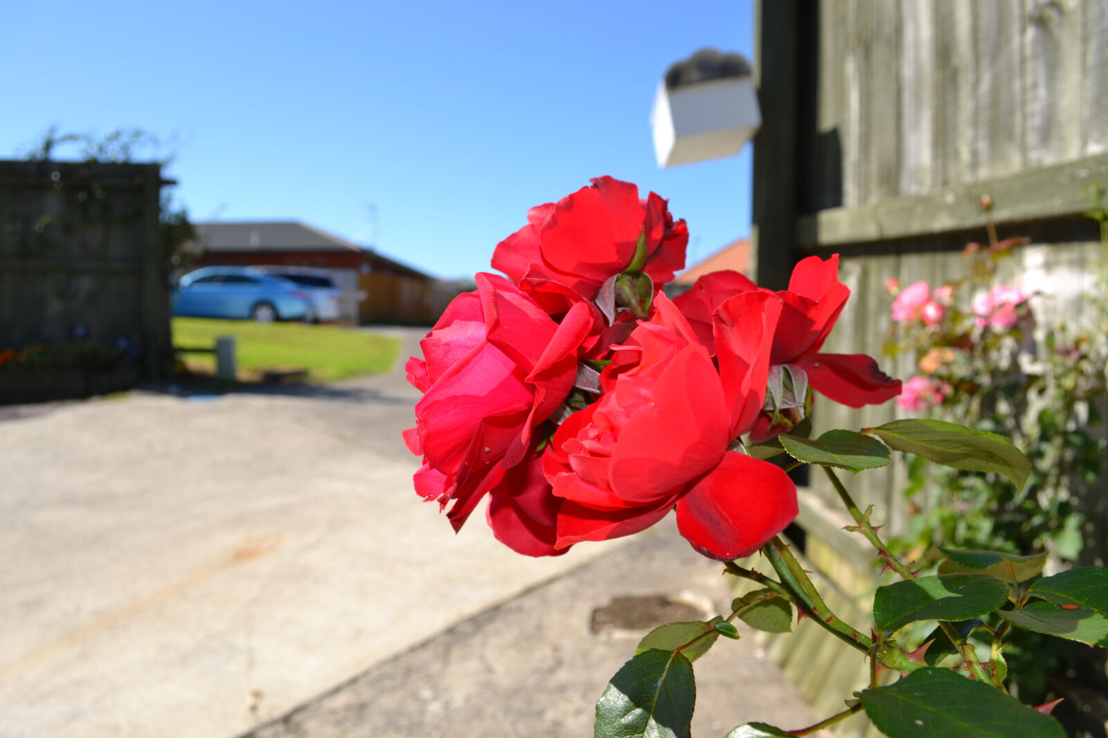Nikon D3100 sample photo. Flower photography