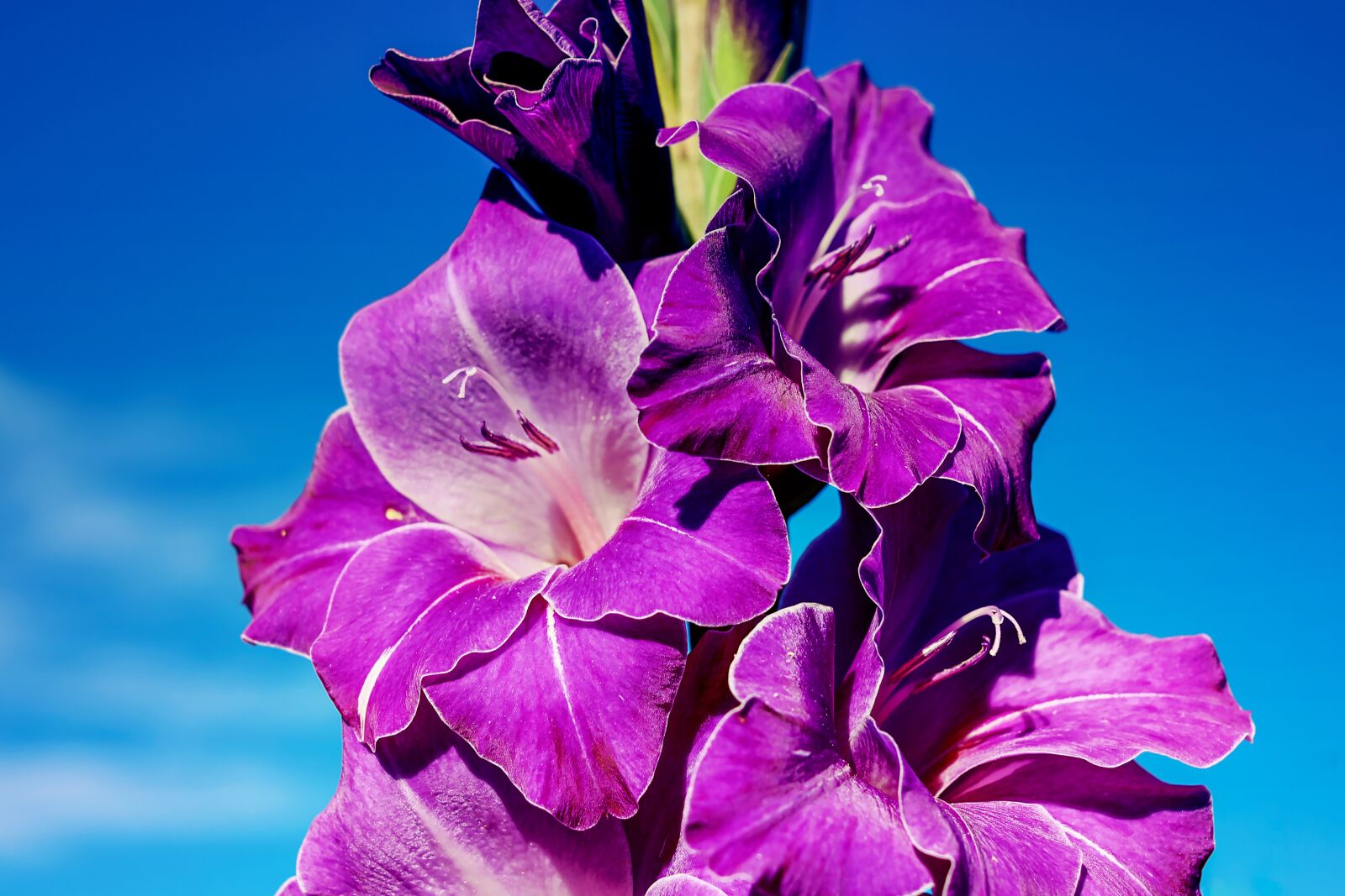 Fujifilm X-T10 + Fujifilm XF 35mm F1.4 R sample photo. Gladiolus, flower, blossom photography