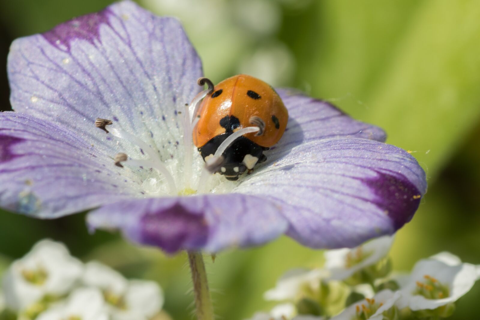 Canon EOS 7D Mark II sample photo. Ladybug, siebenpunkt, red photography
