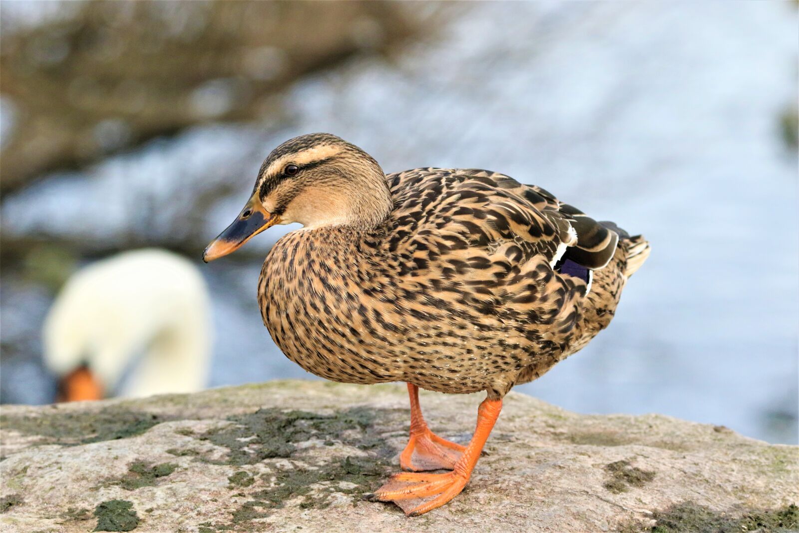 Canon EOS 7D Mark II sample photo. Bird, mallard, animal photography