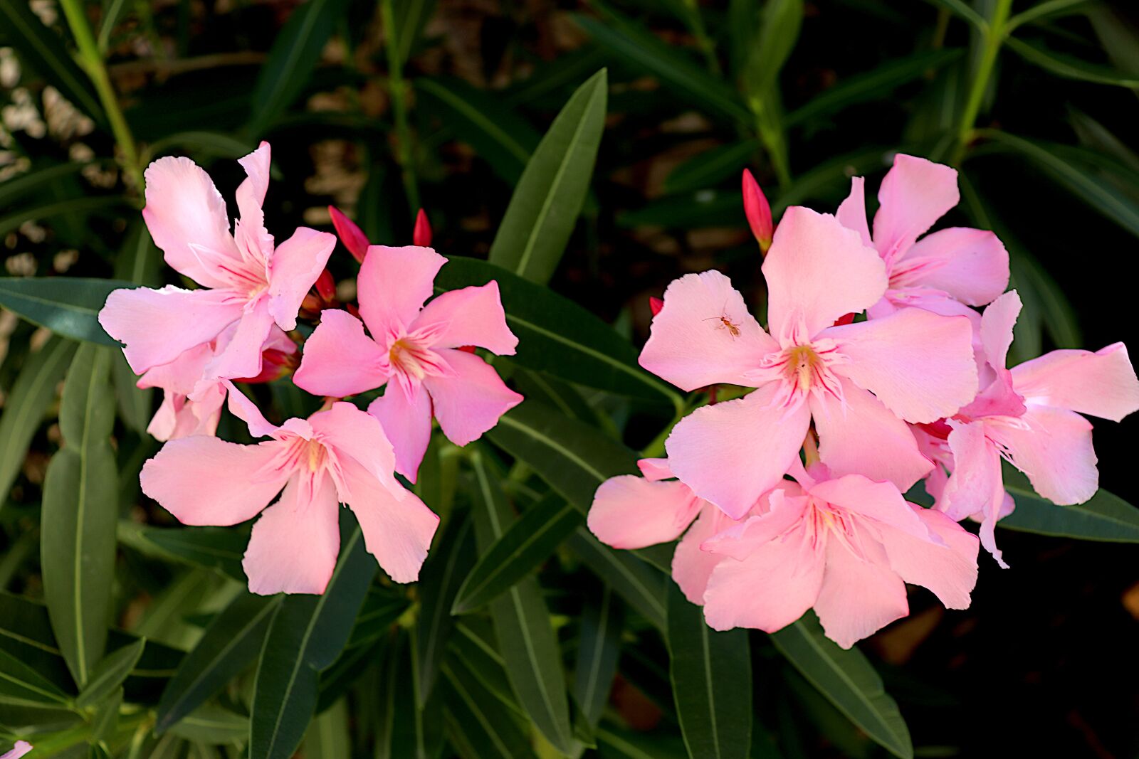 Canon EOS 800D (EOS Rebel T7i / EOS Kiss X9i) sample photo. Oleander, flowering shrubs, color photography